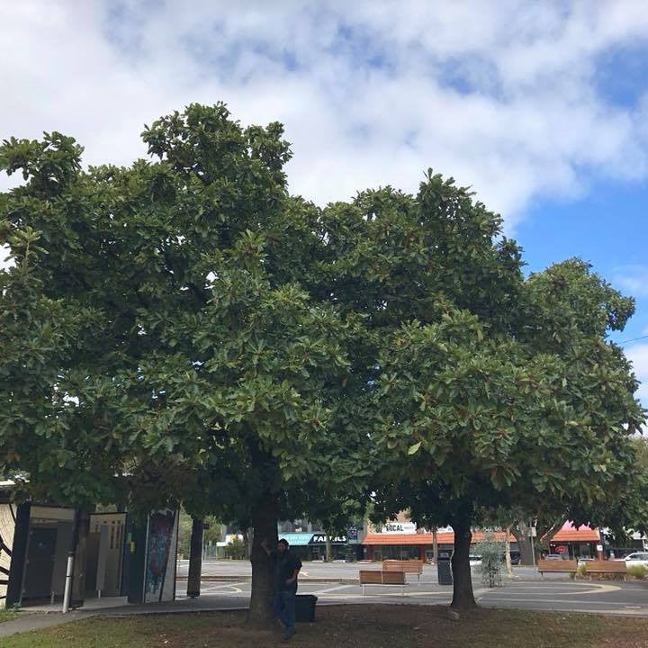 Quercus dentata (Daimyo Oak) 4
