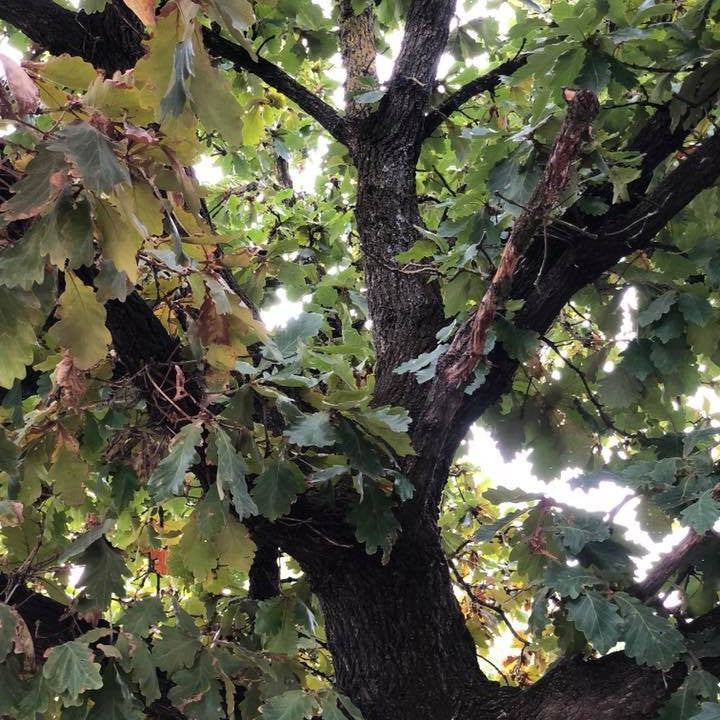 Quercus dentata (Daimyo Oak) 5