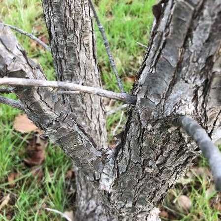 Quercus gambelii 1