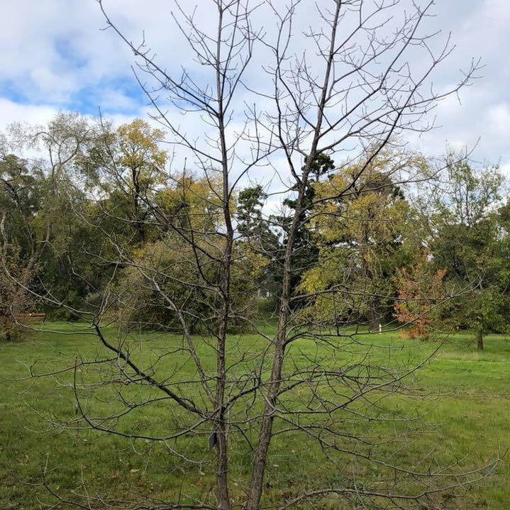 Quercus gambelii 2