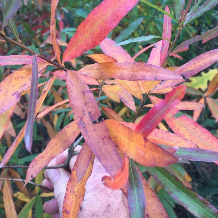 Quercus phellos 1