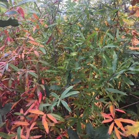 Quercus phellos 2