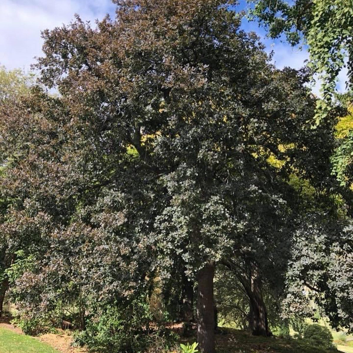 Quercus robur Atropurpurea 2
