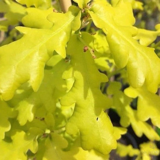 Quercus robur Concordia 2