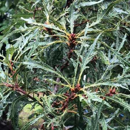 Quercus robur Pectinata 1