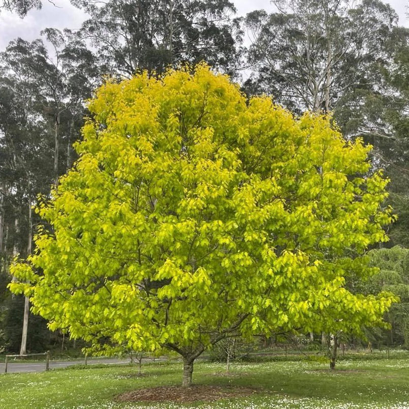 Quercus rubra Aurea 1