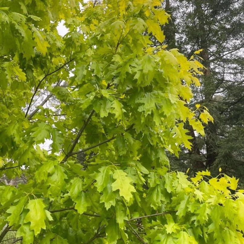 Quercus rubra Aurea 3