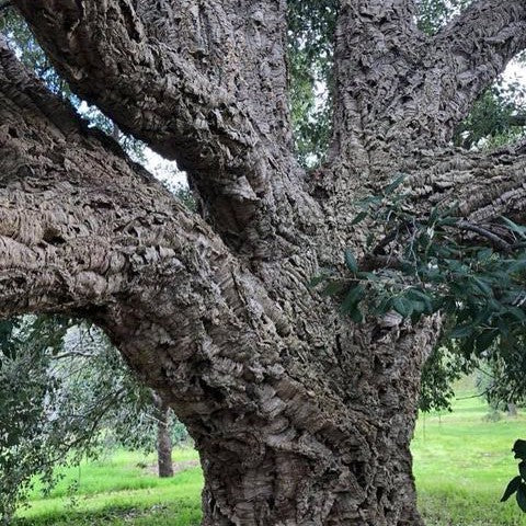 Quercus suber (Cork Oak) 1