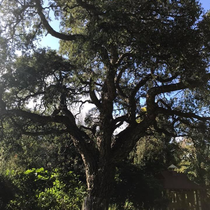 Quercus suber (Cork Oak) 6