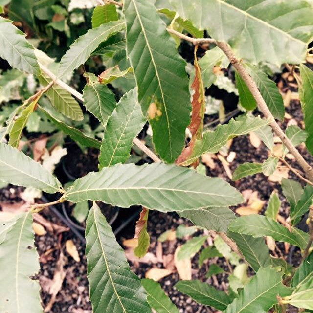 Quercus variabilis 1