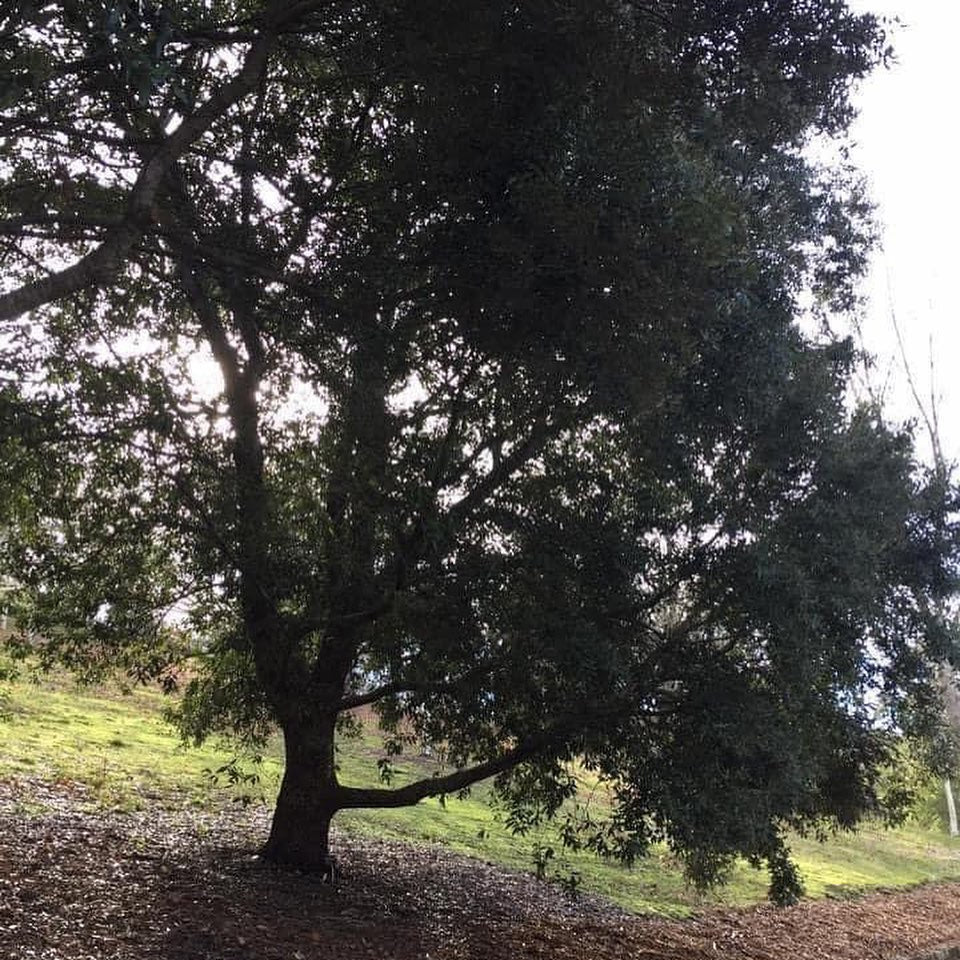 Quercus virginiana (Live oak) 3
