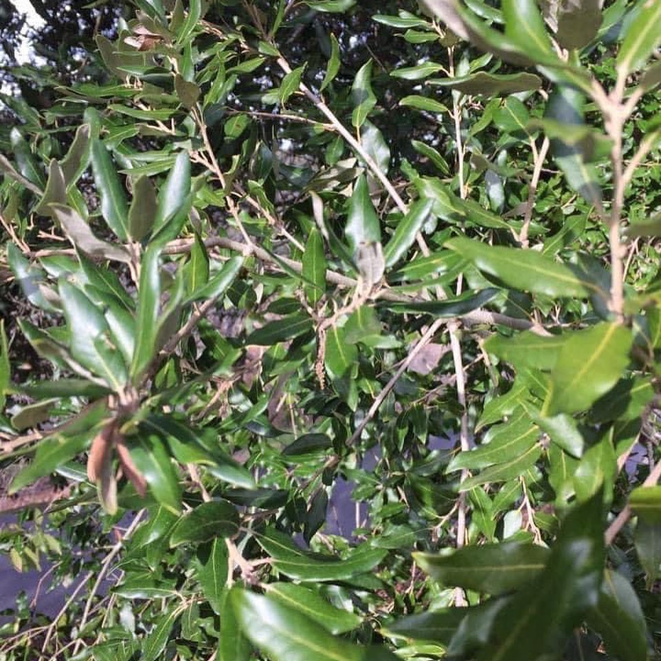 Quercus virginiana (Live oak) 4