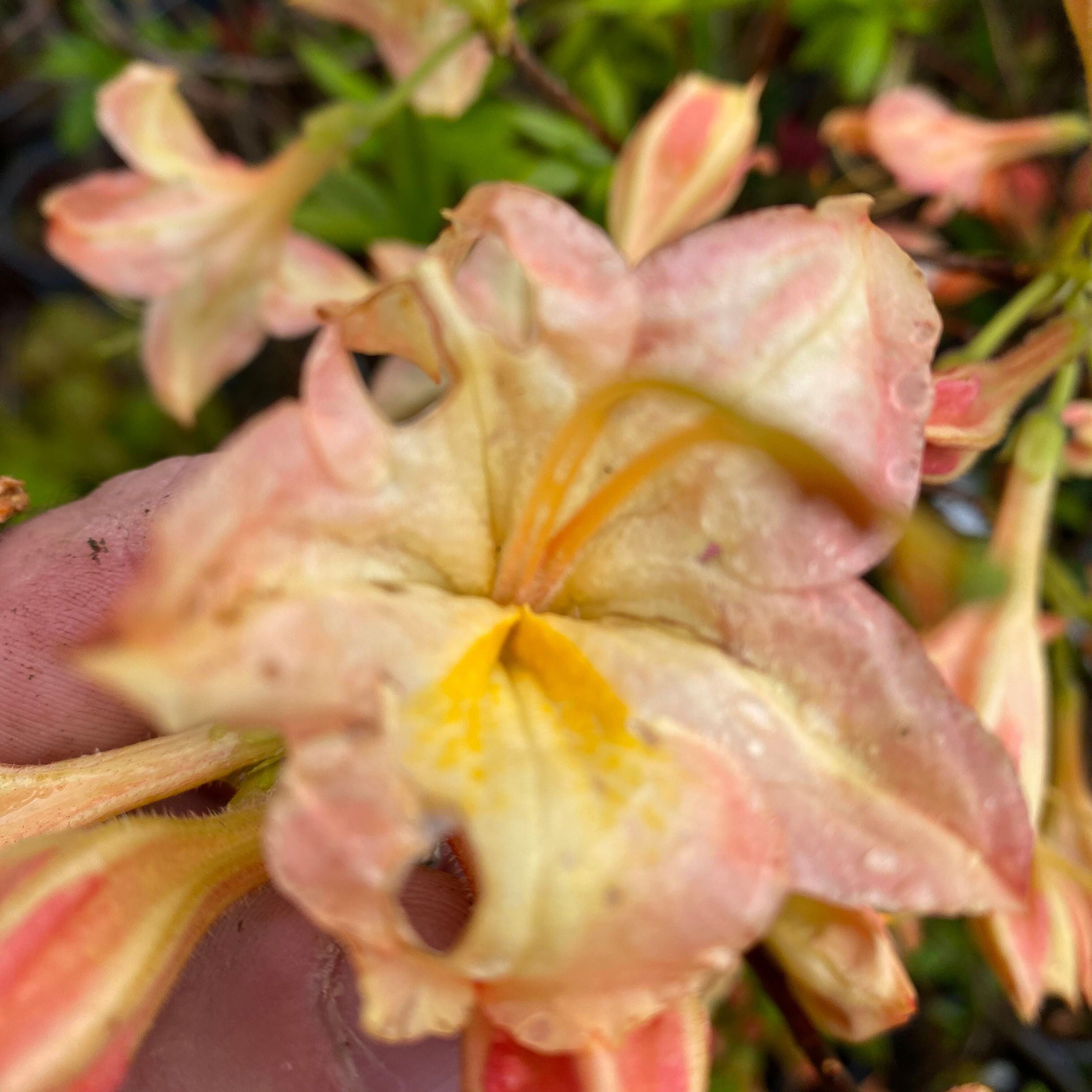 Rhododendron 'Buzzard’ 1