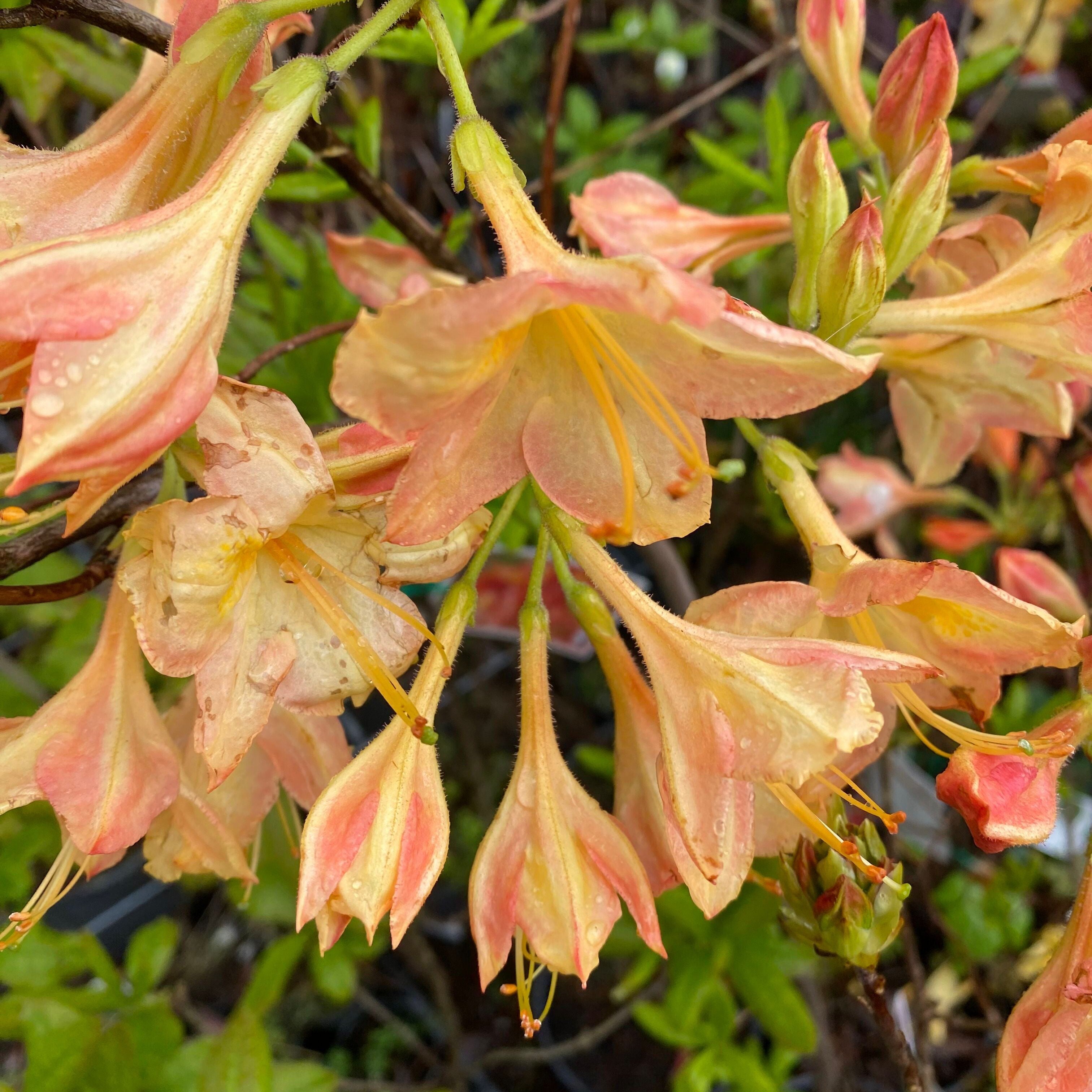Rhododendron 'Buzzard’ 2