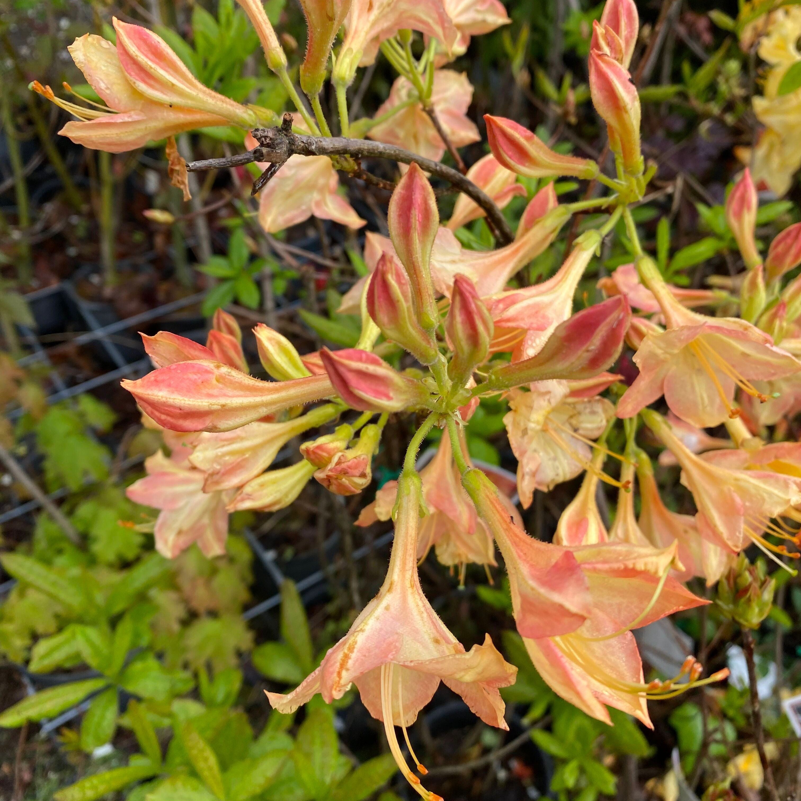 Rhododendron 'Buzzard’ 3