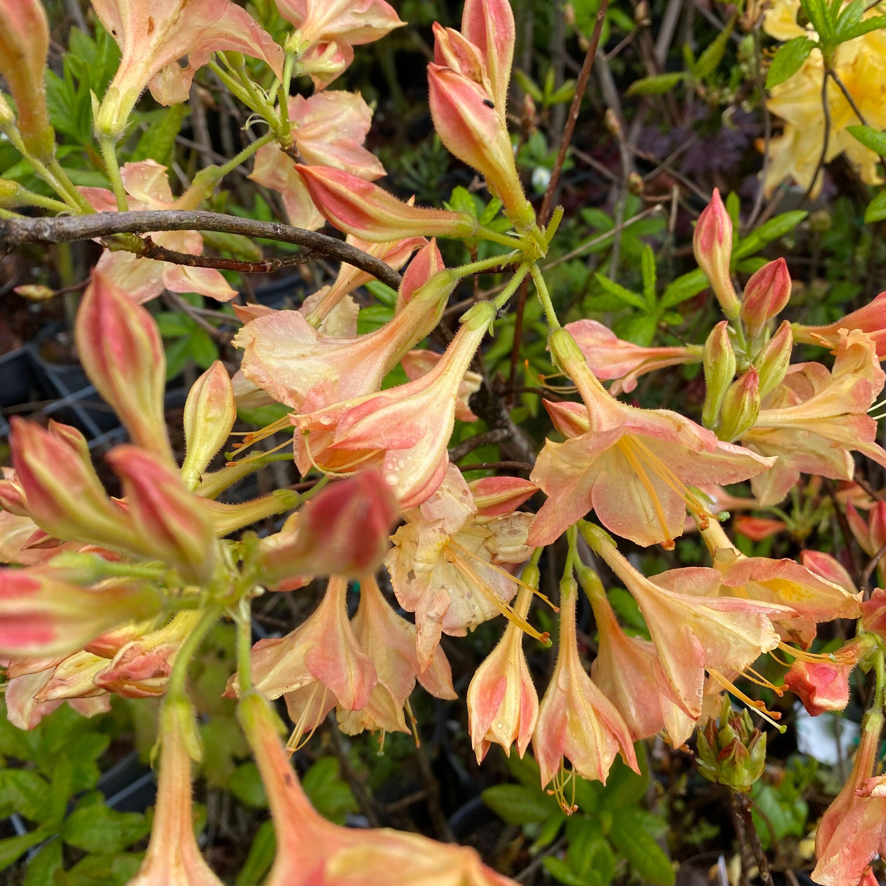 Rhododendron 'Buzzard’ 5