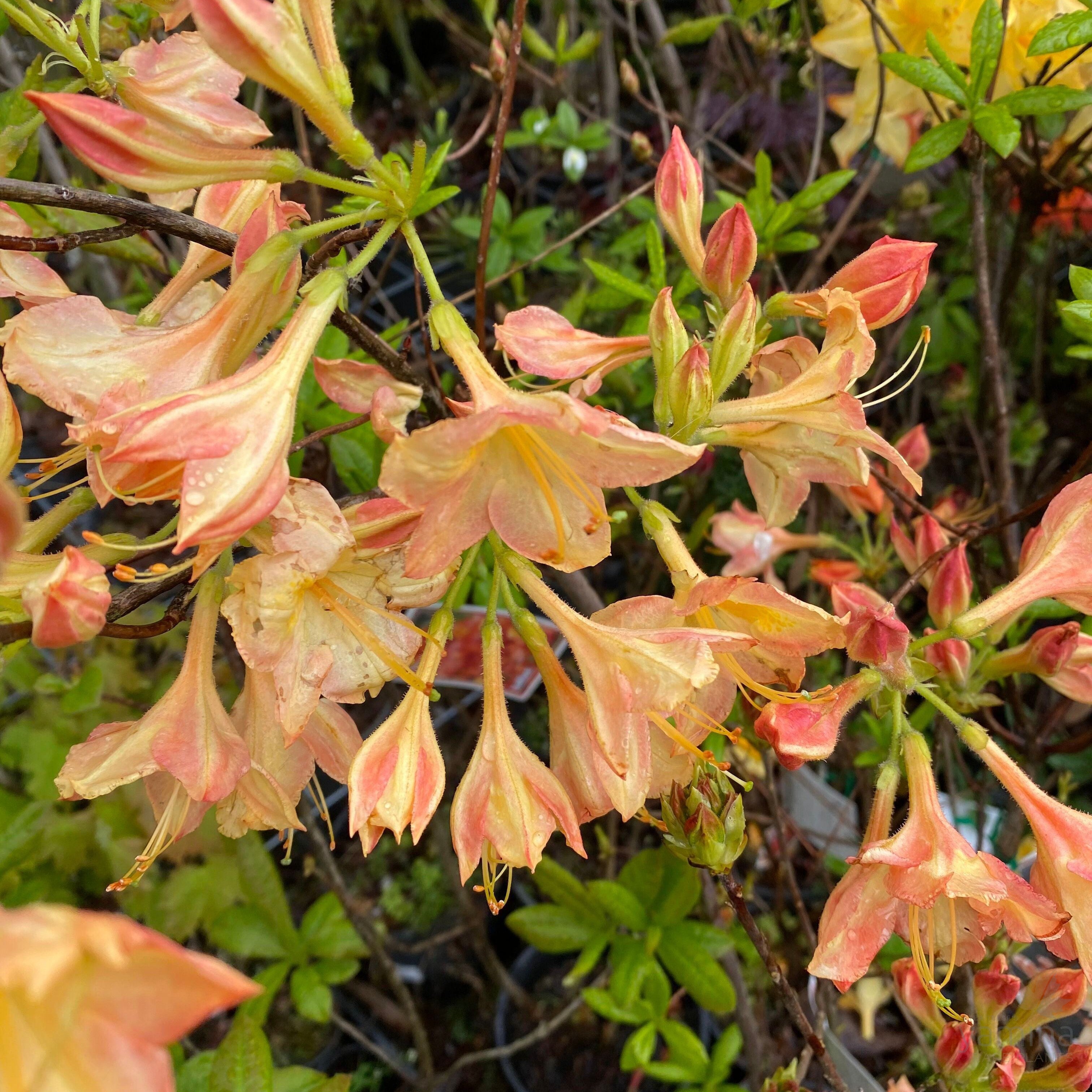 Rhododendron 'Buzzard’ 6