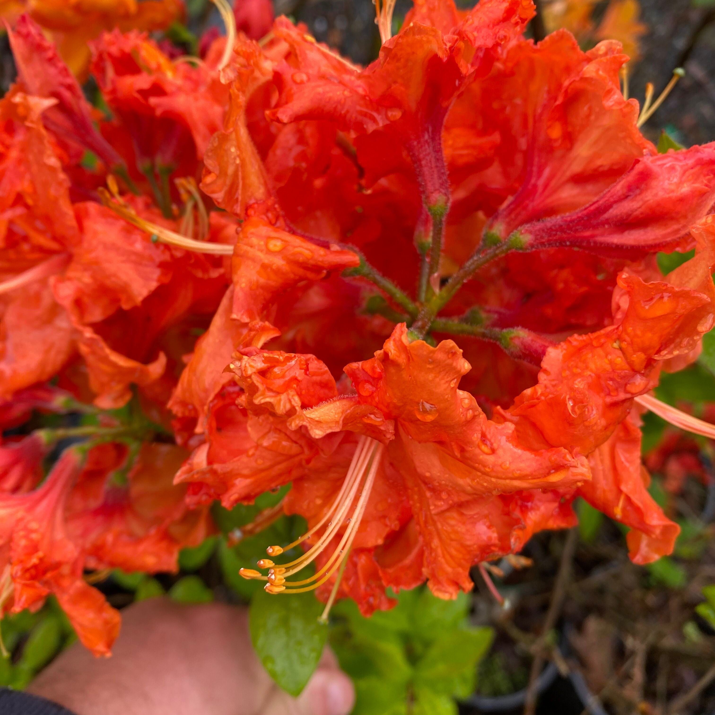 Rhododendron 'Dr M. Oosthoek' 2