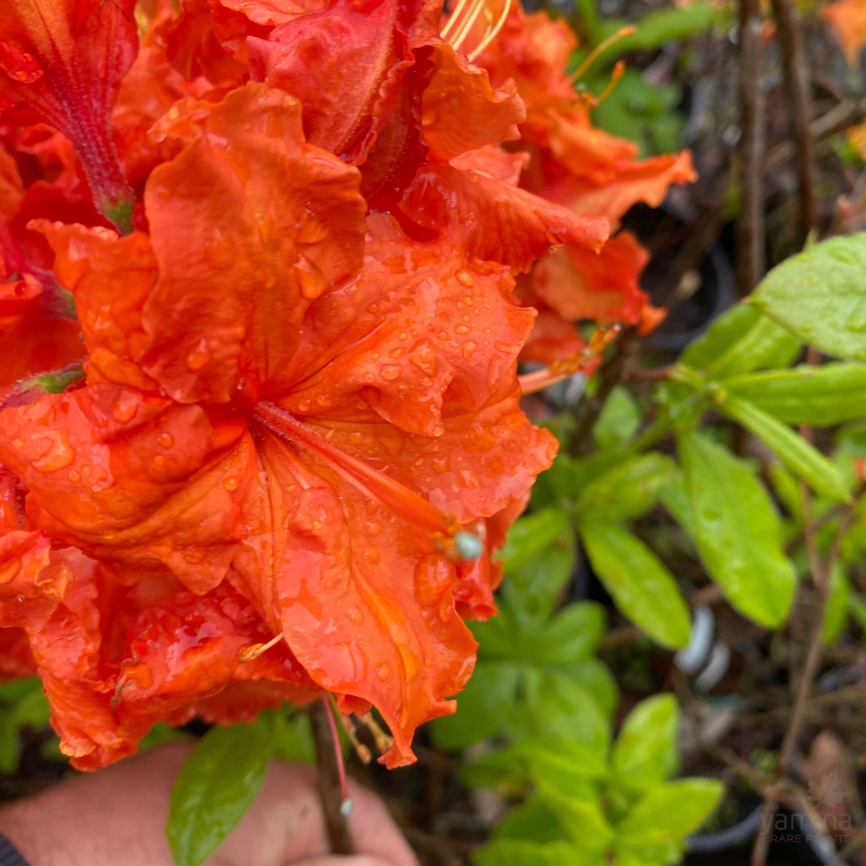 Rhododendron 'Dr M. Oosthoek' 3