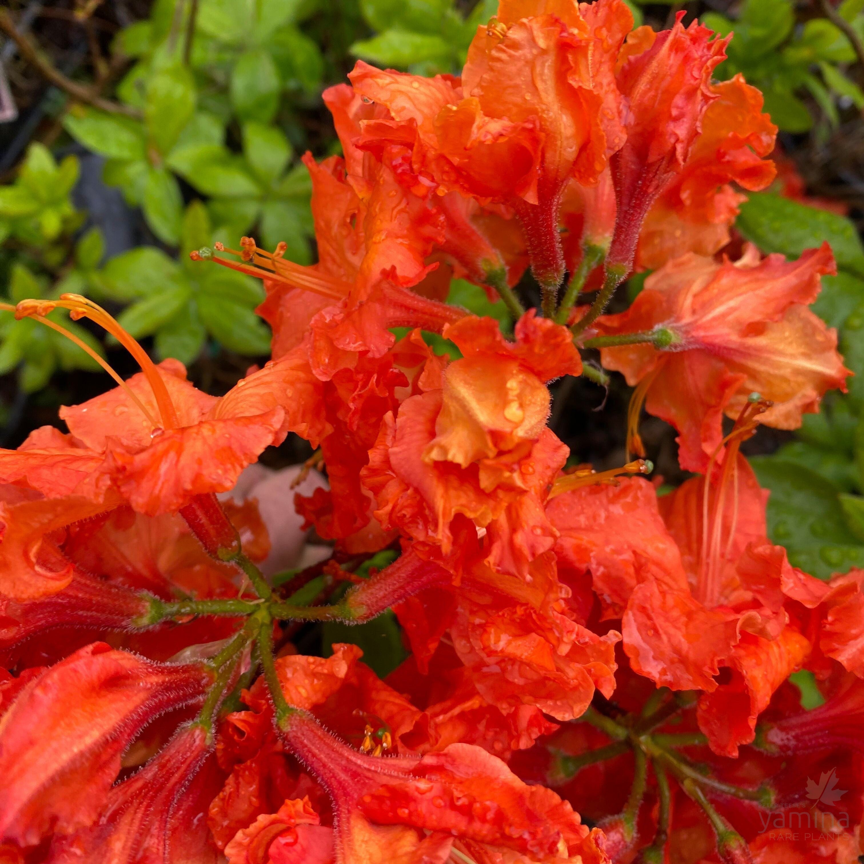 Rhododendron 'Dr M. Oosthoek' 5