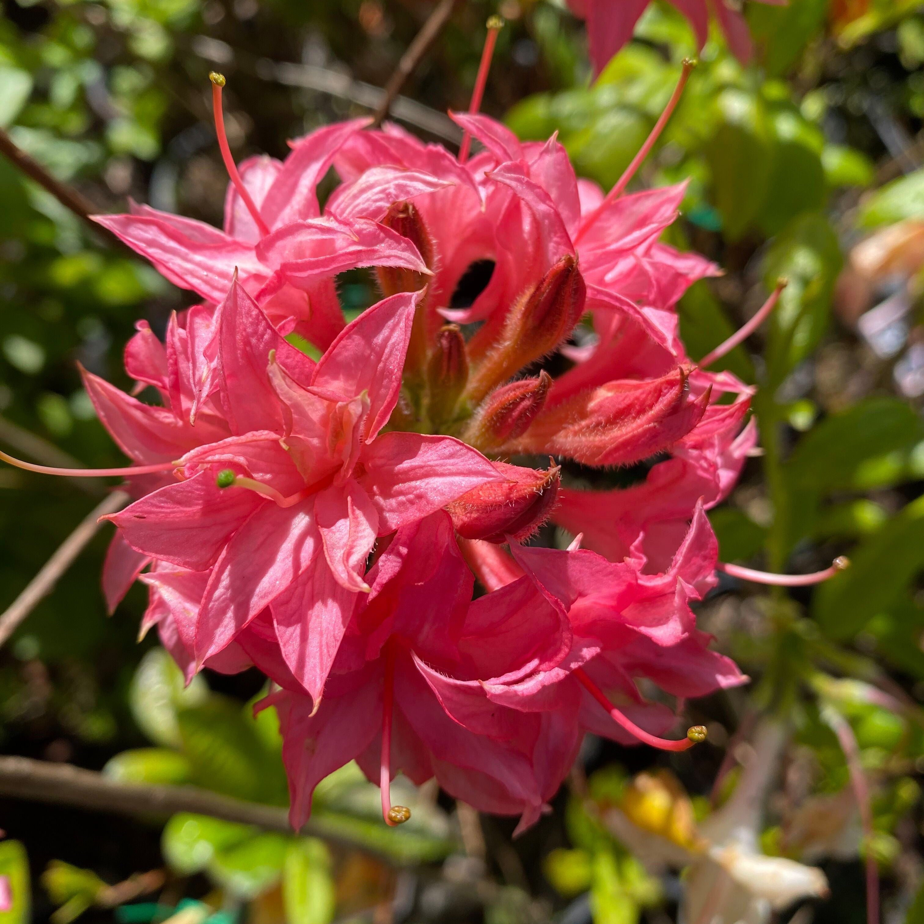 Rhododendron 'Homebush’ 1