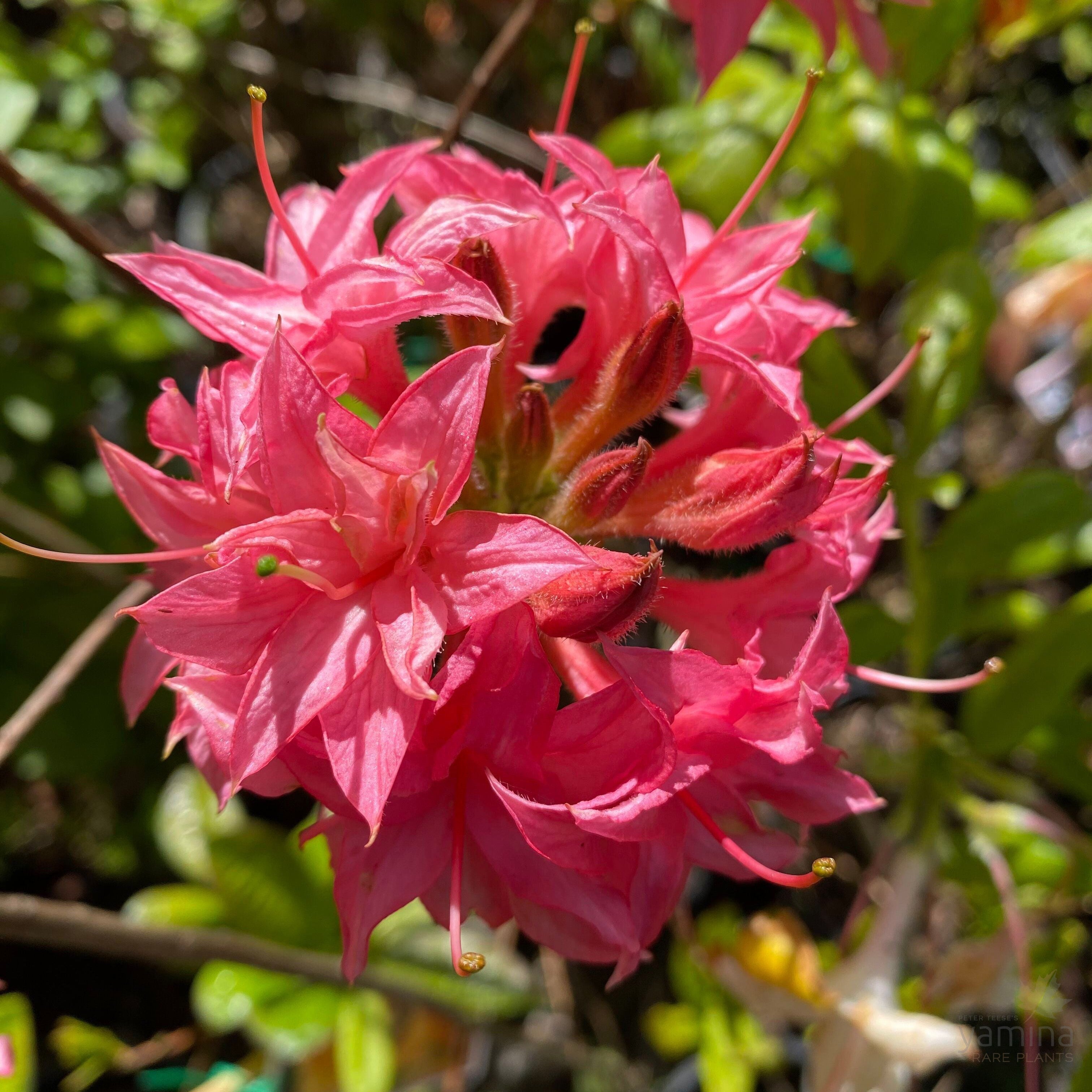 Rhododendron 'Homebush’ 1