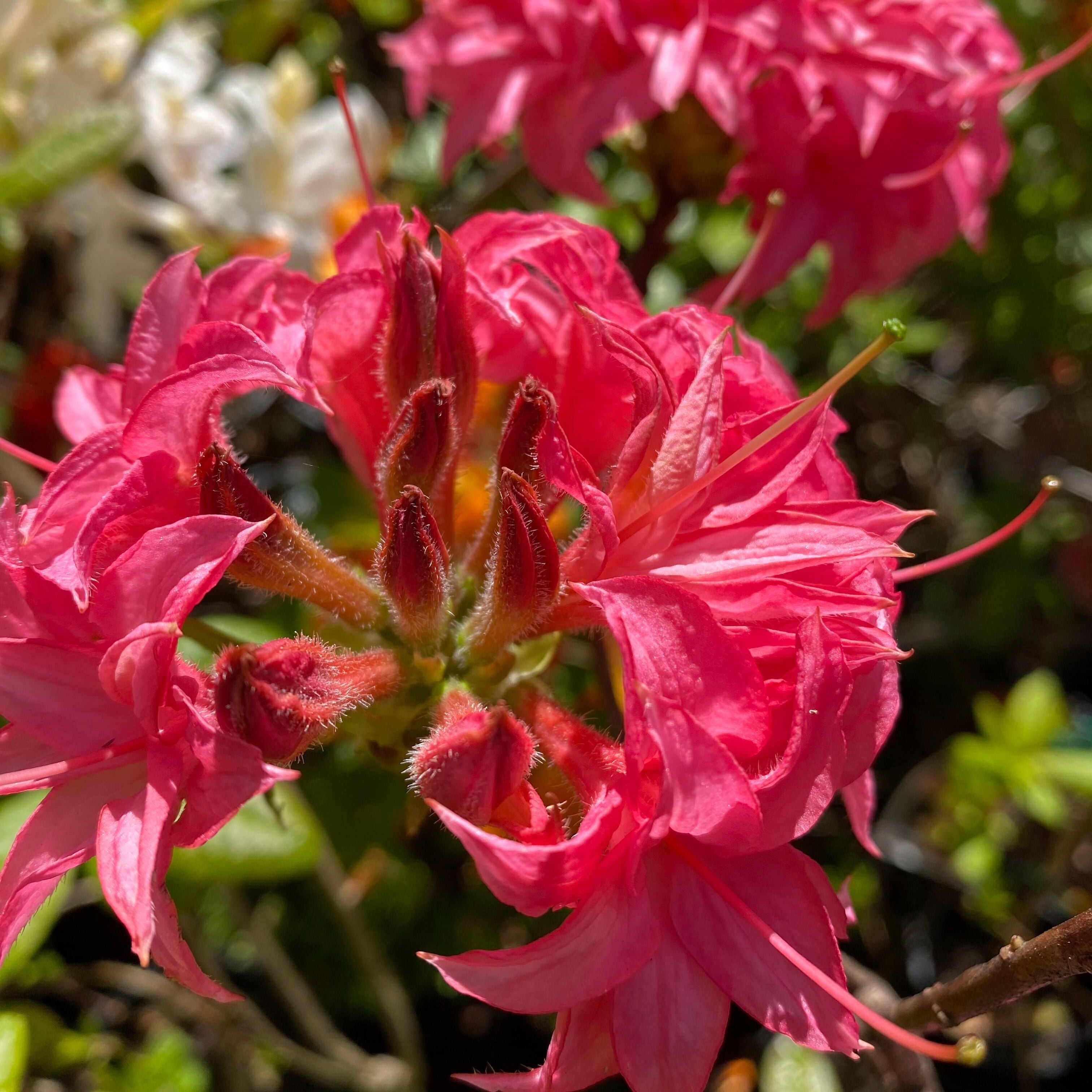 Rhododendron 'Homebush’ 2
