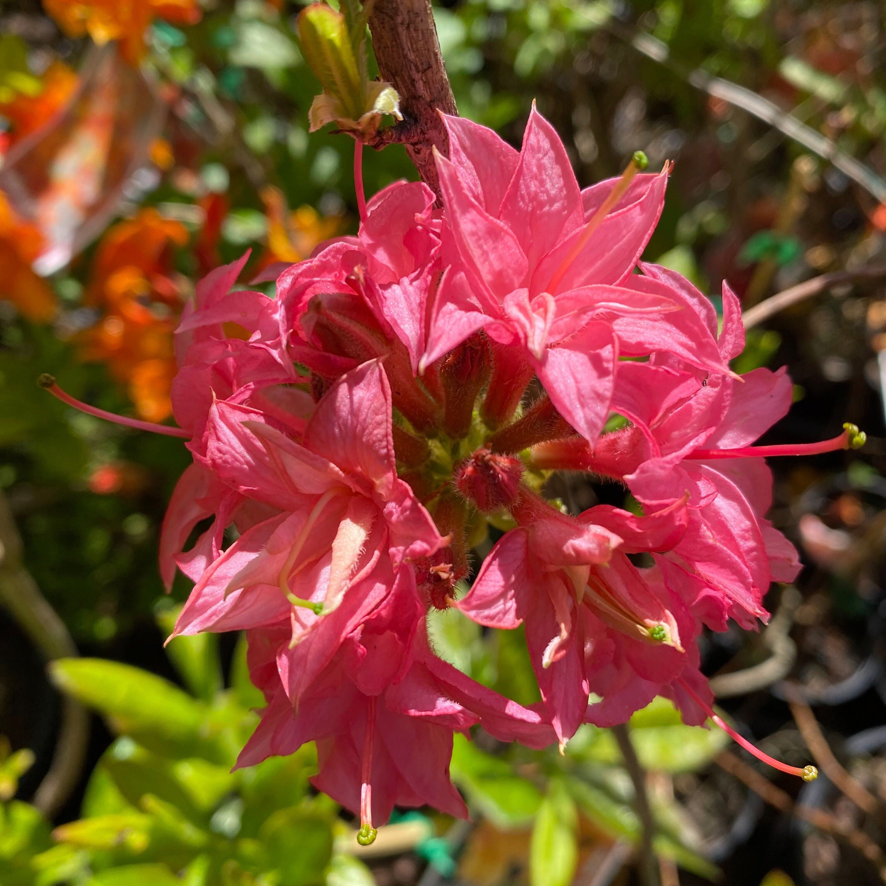 Rhododendron 'Homebush’ 3