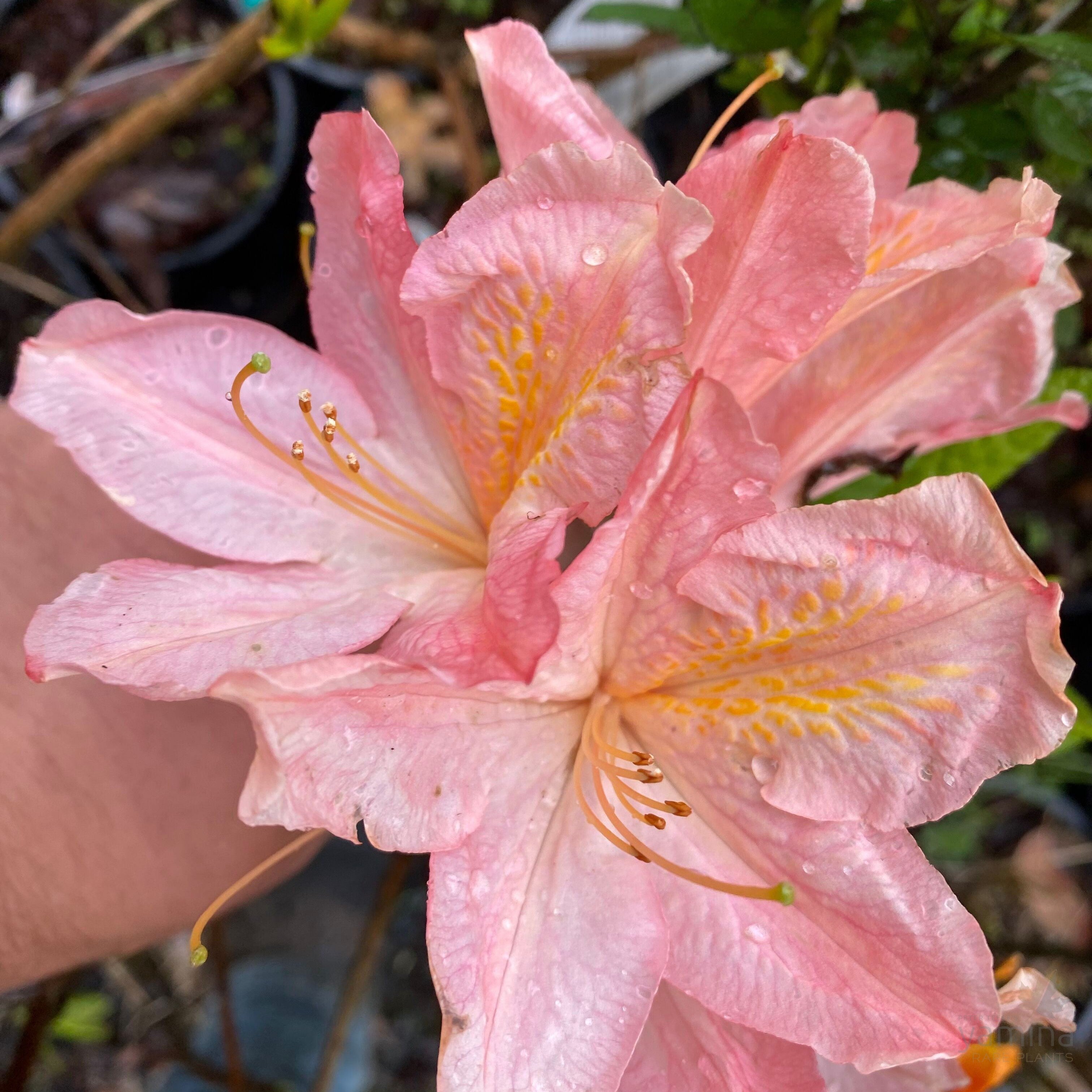 Rhododendron 'Mrs Anthony Koster' 1