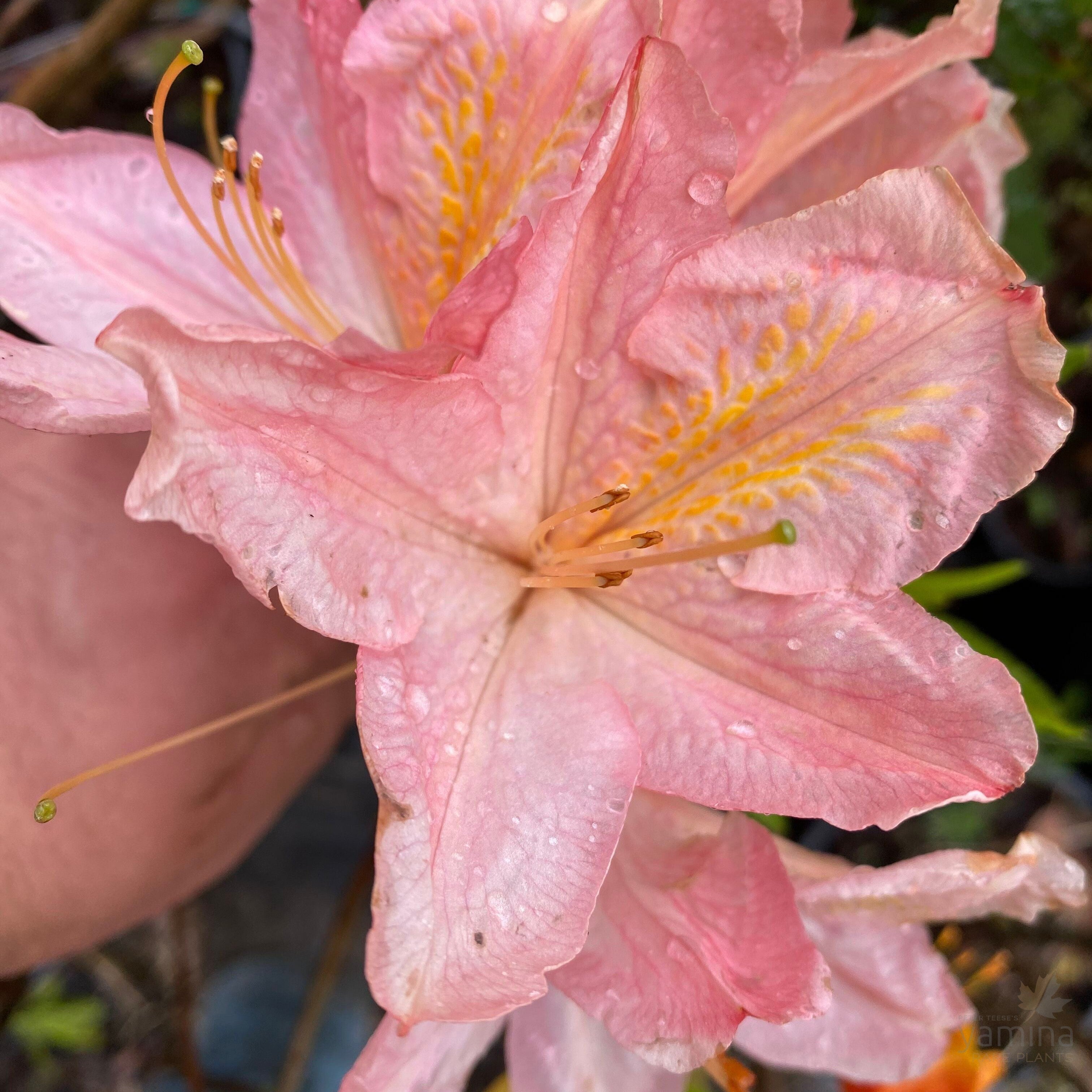 Rhododendron 'Mrs Anthony Koster' 3