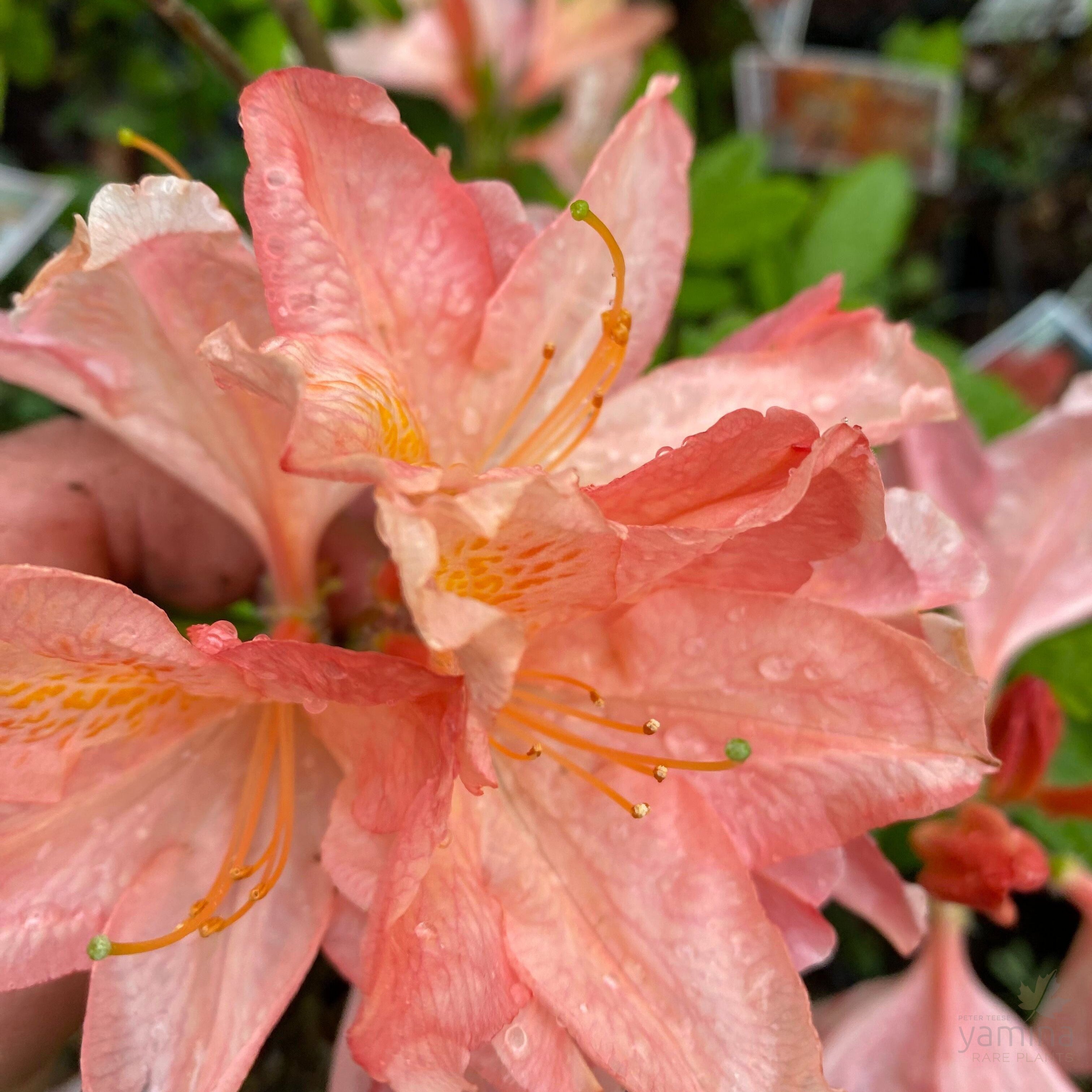 Rhododendron 'Mrs Anthony Koster' 4