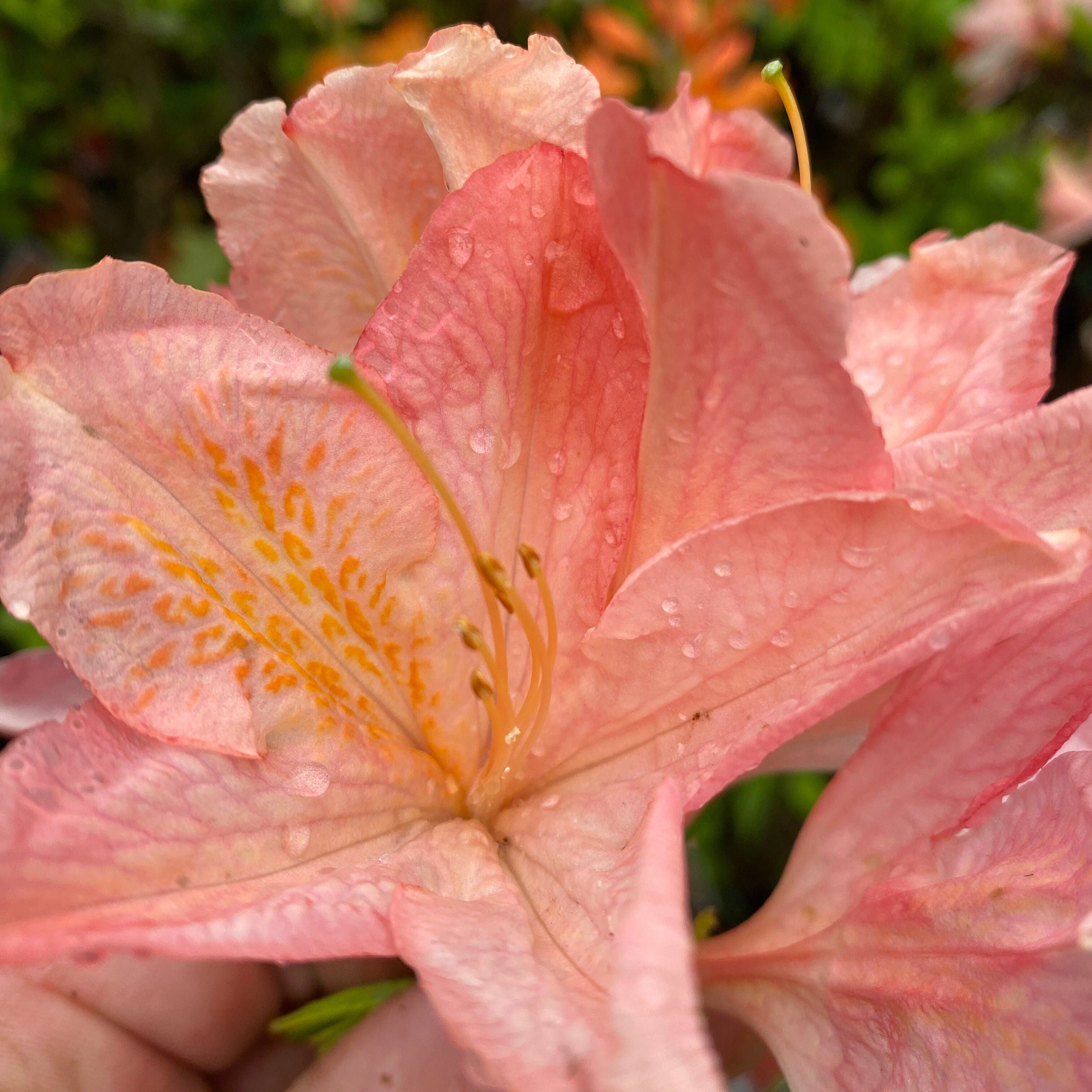 Rhododendron 'Mrs Anthony Koster' 5