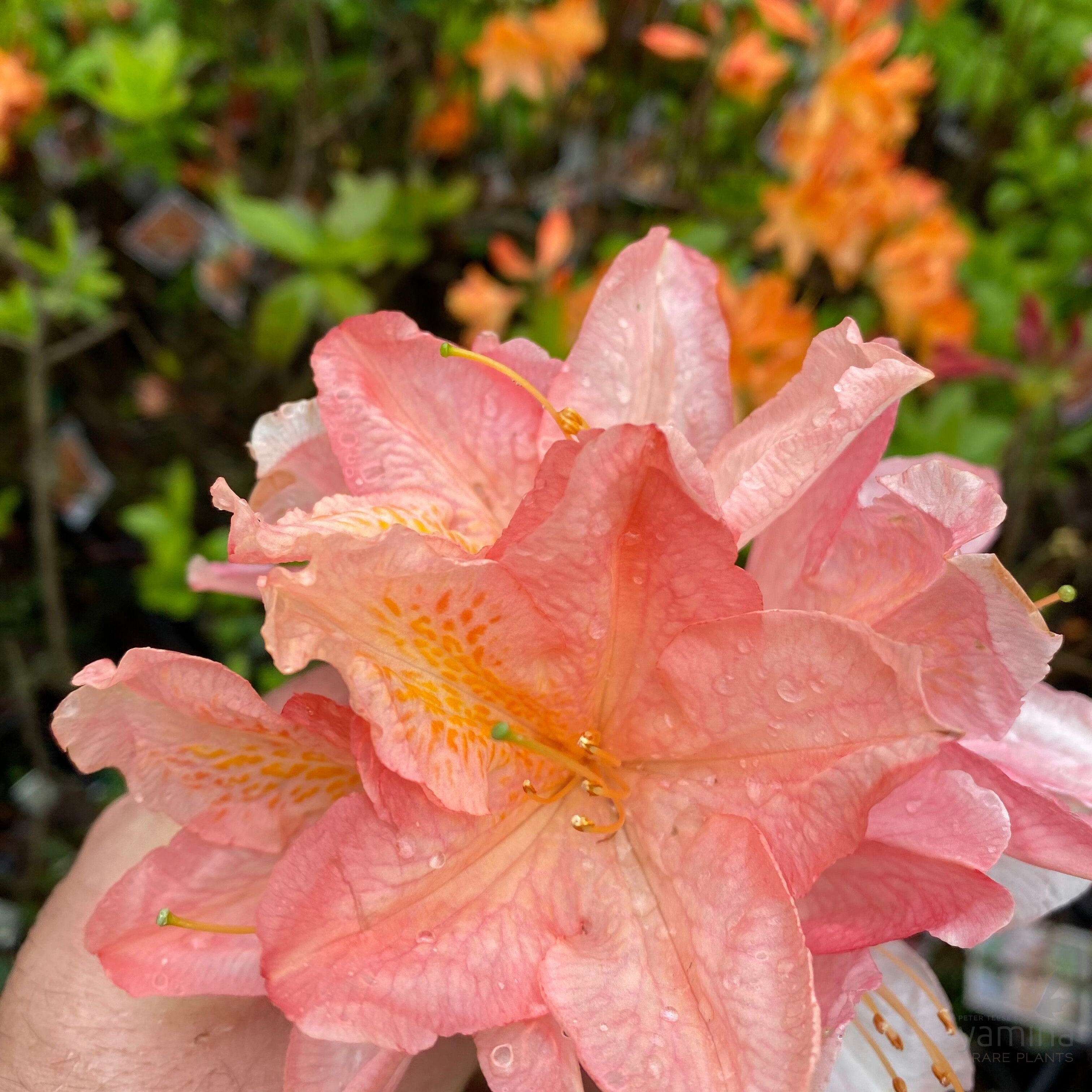 Rhododendron 'Mrs Anthony Koster' 7