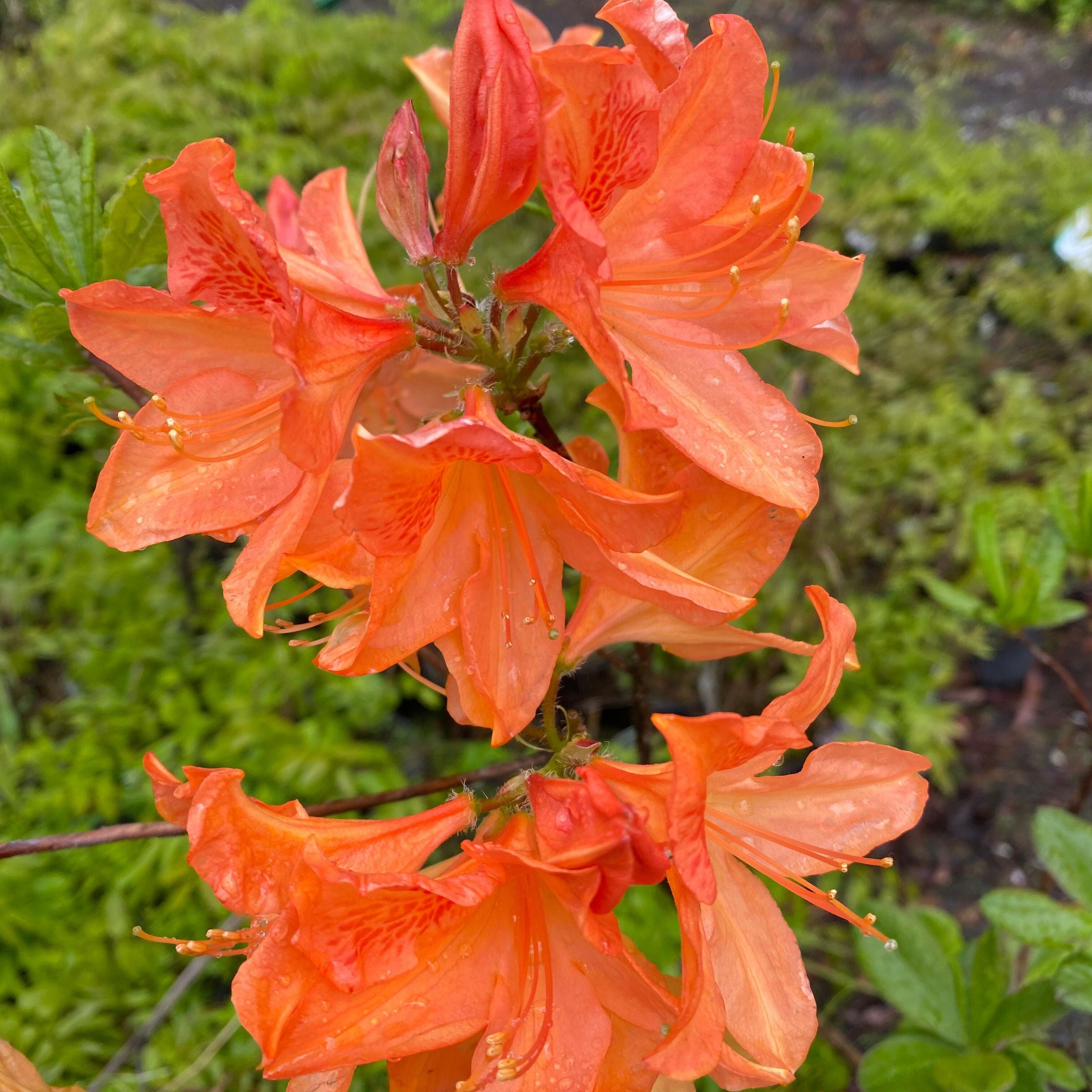 Rhododendron 'Queen Emma’ 1