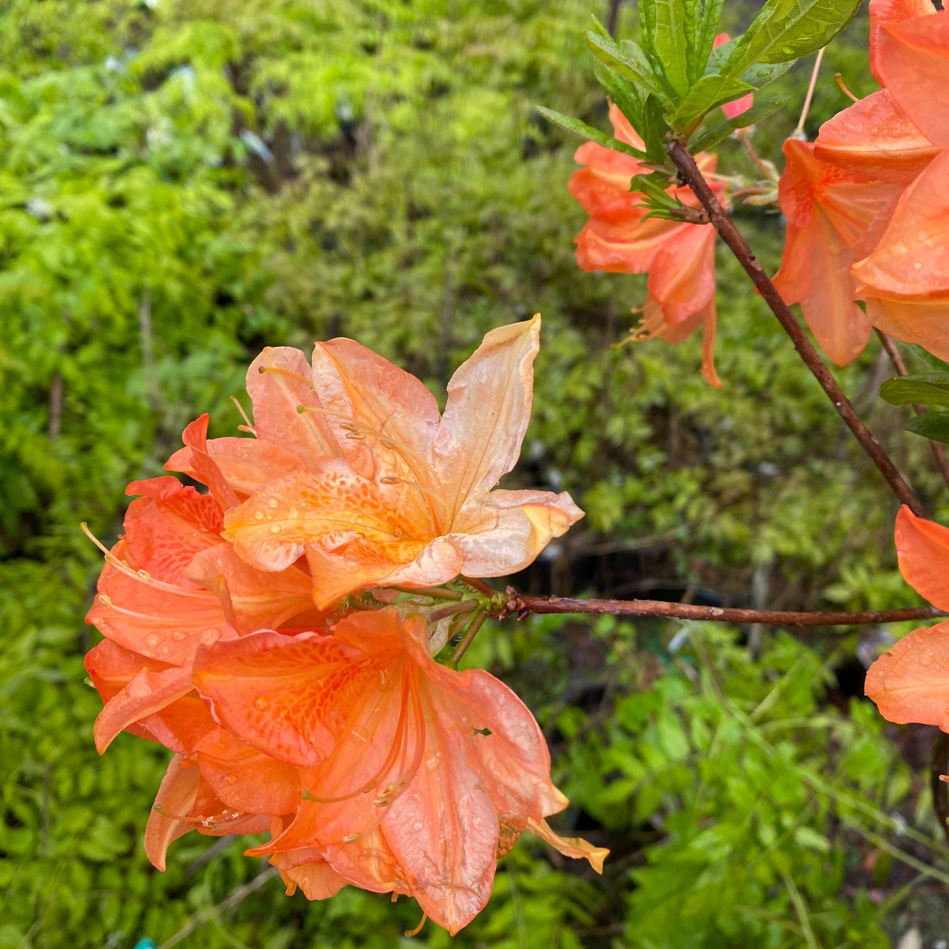 Rhododendron 'Queen Emma’ 2