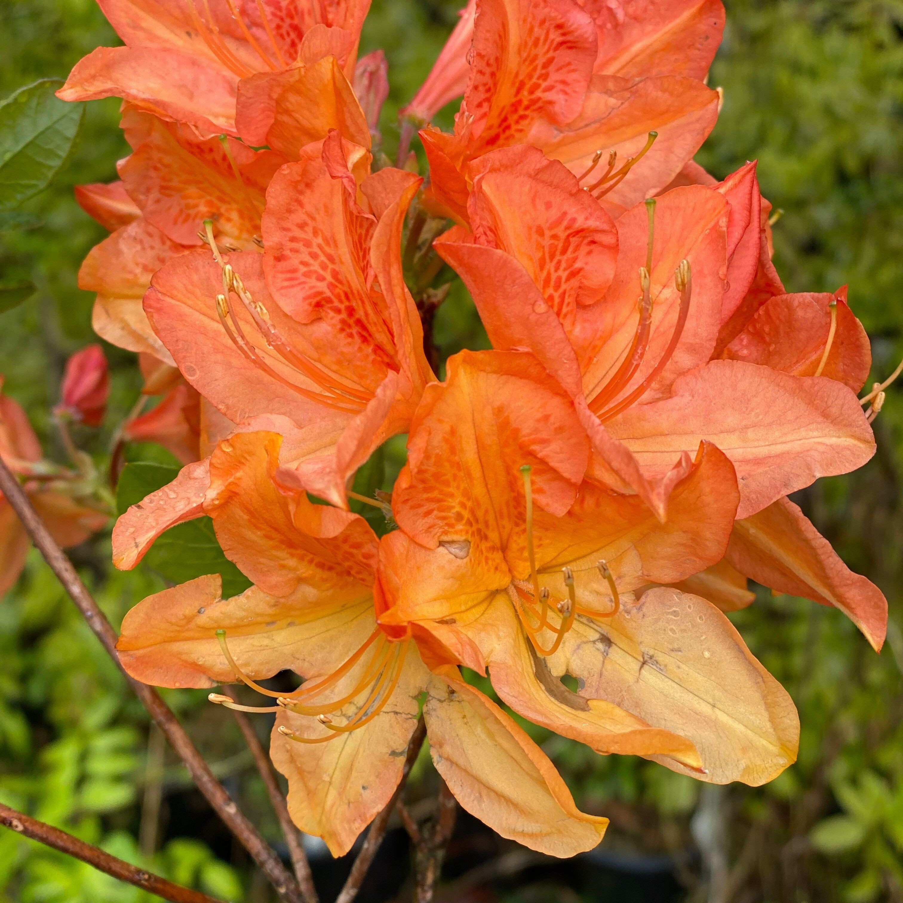 Rhododendron 'Queen Emma’ 6