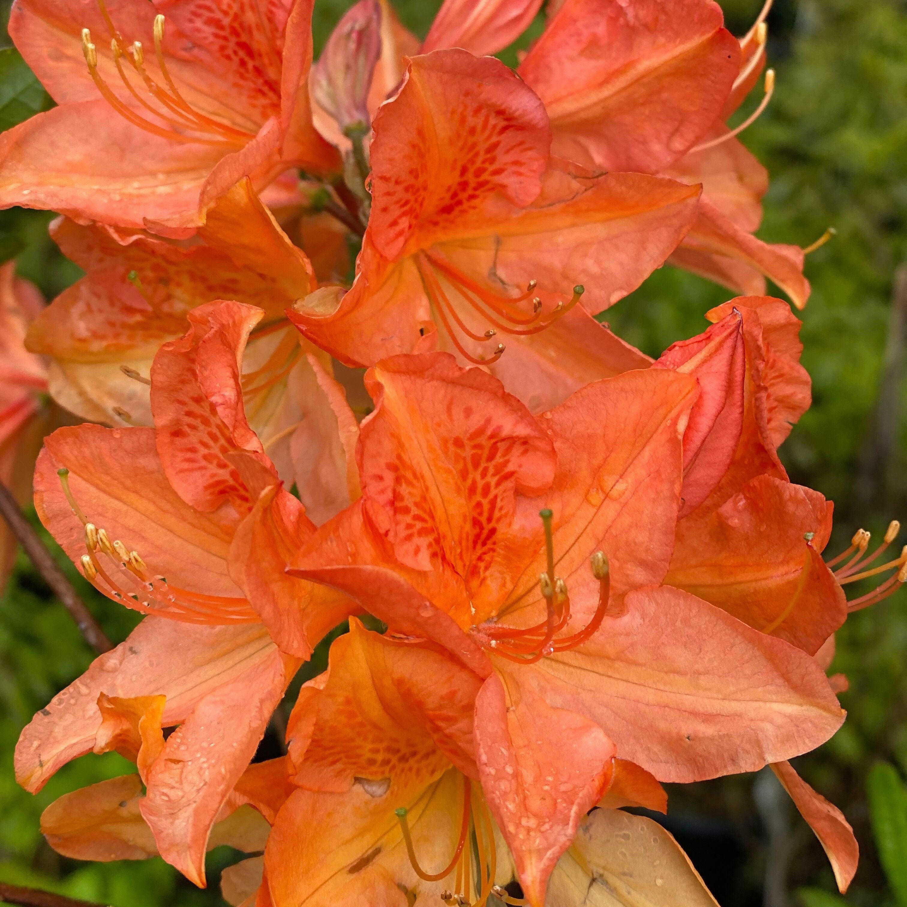 Rhododendron 'Queen Emma’ 7