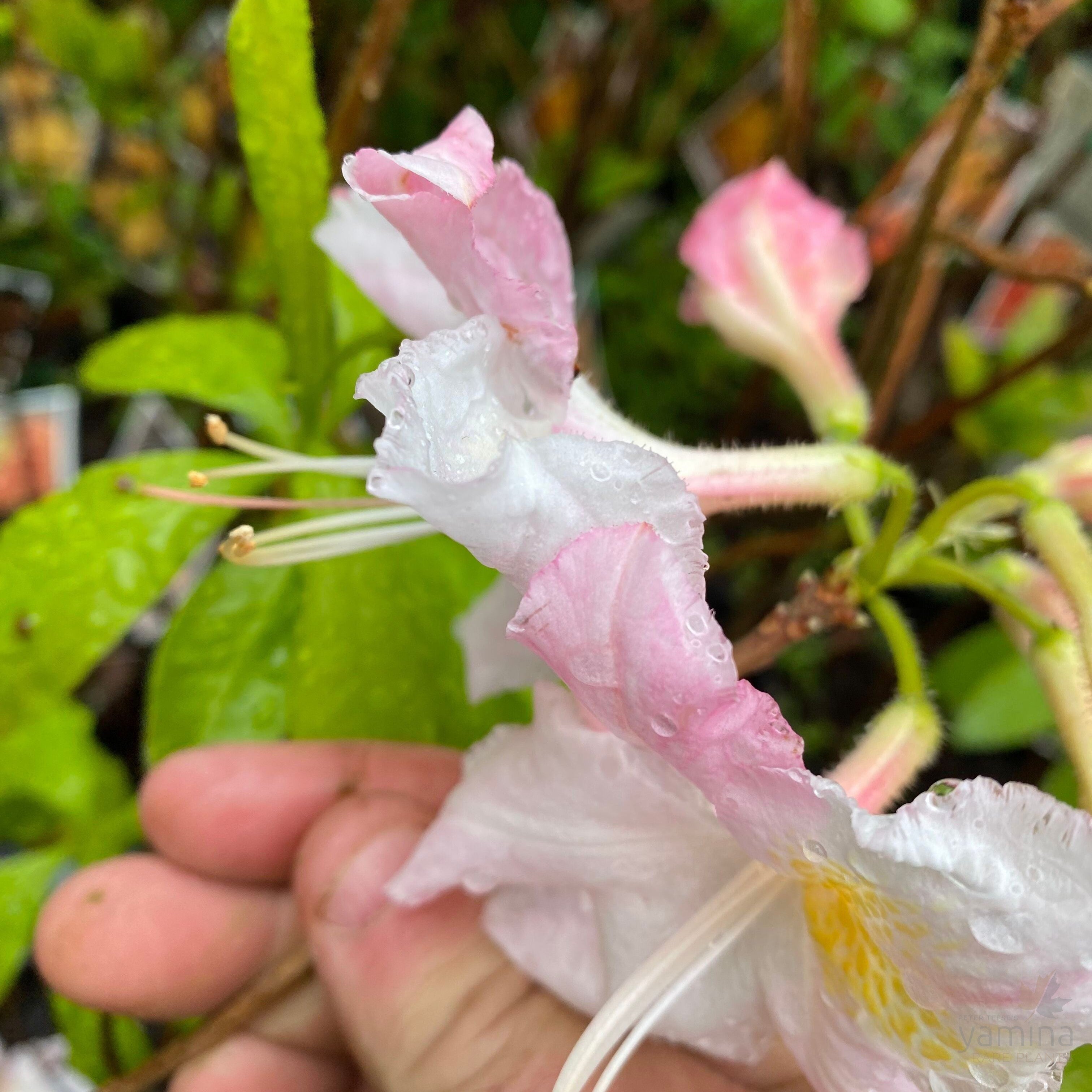 Rhododendron 'Sylphides’ 1