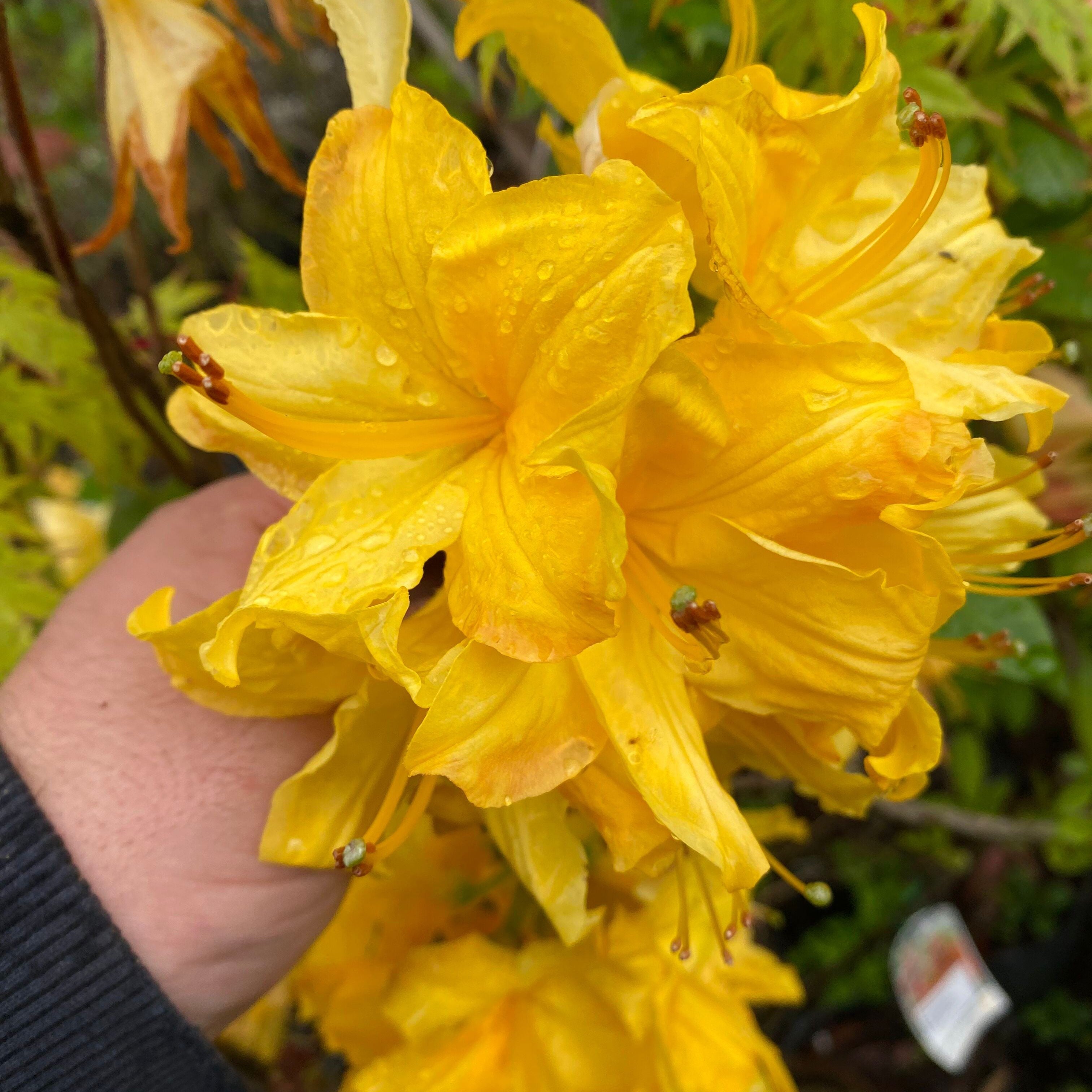 Rhododendron 'Toolangi Gold’ 2