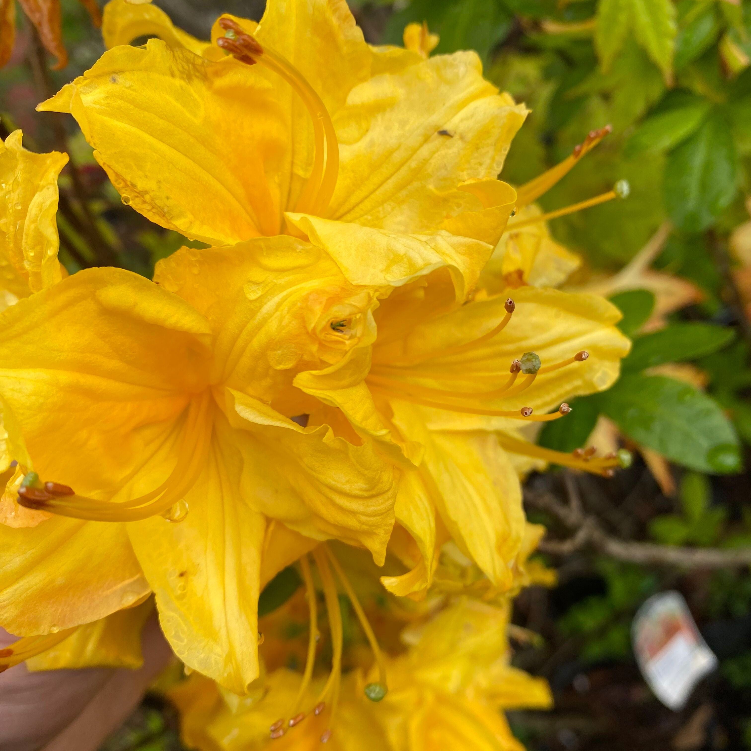 Rhododendron 'Toolangi Gold’ 3