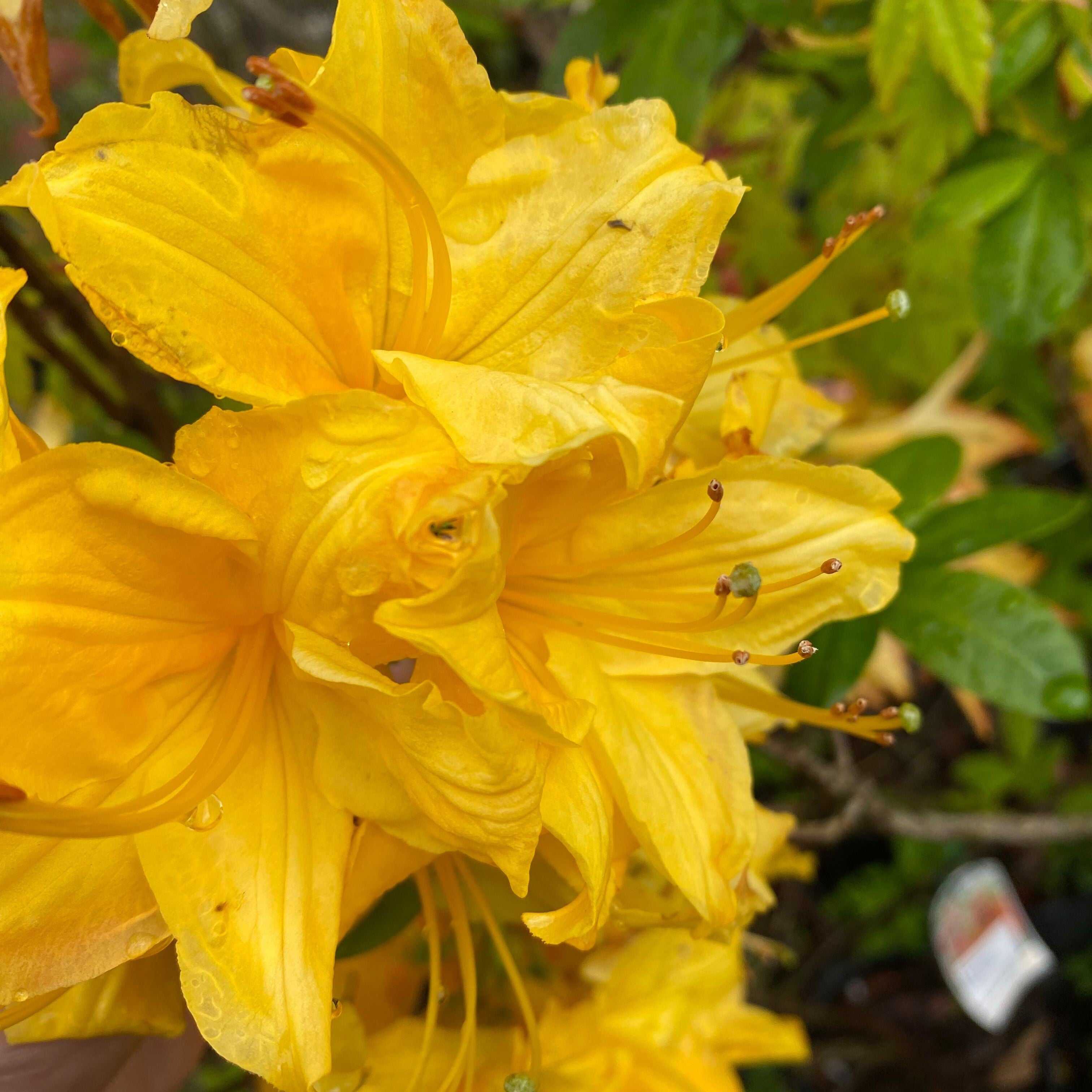 Rhododendron 'Toolangi Gold’ 4