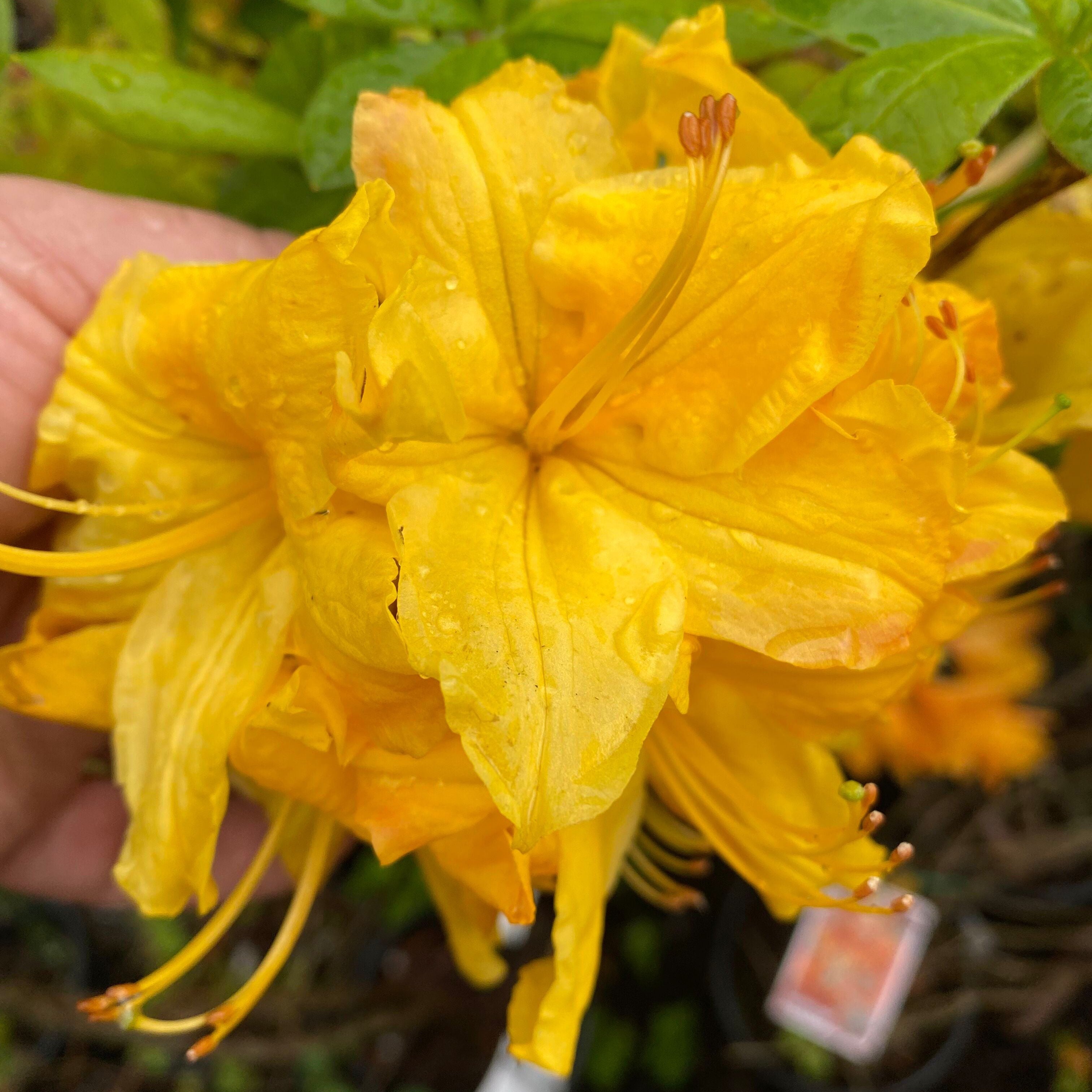 Rhododendron 'Toolangi Gold’ 5