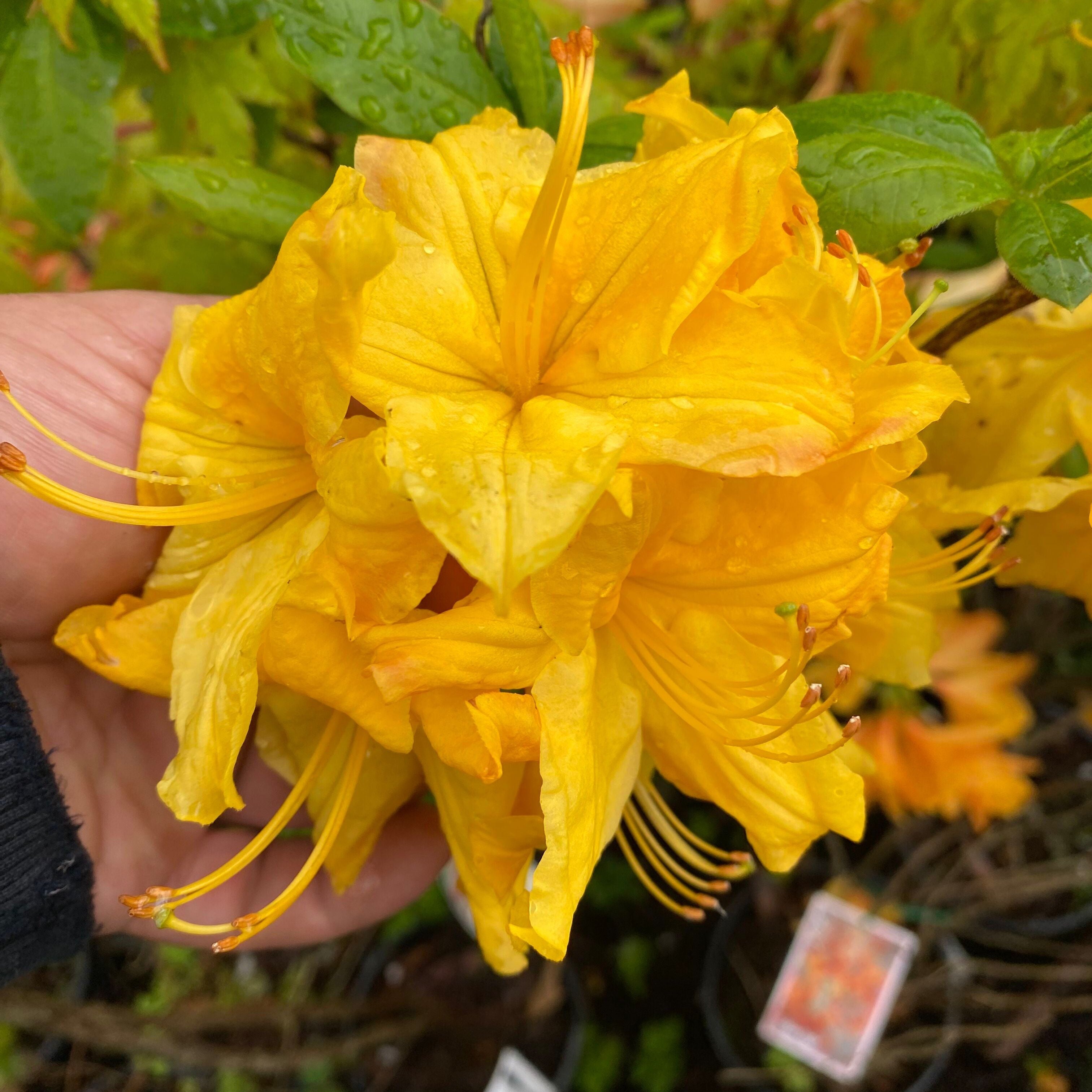Rhododendron 'Toolangi Gold’ 7