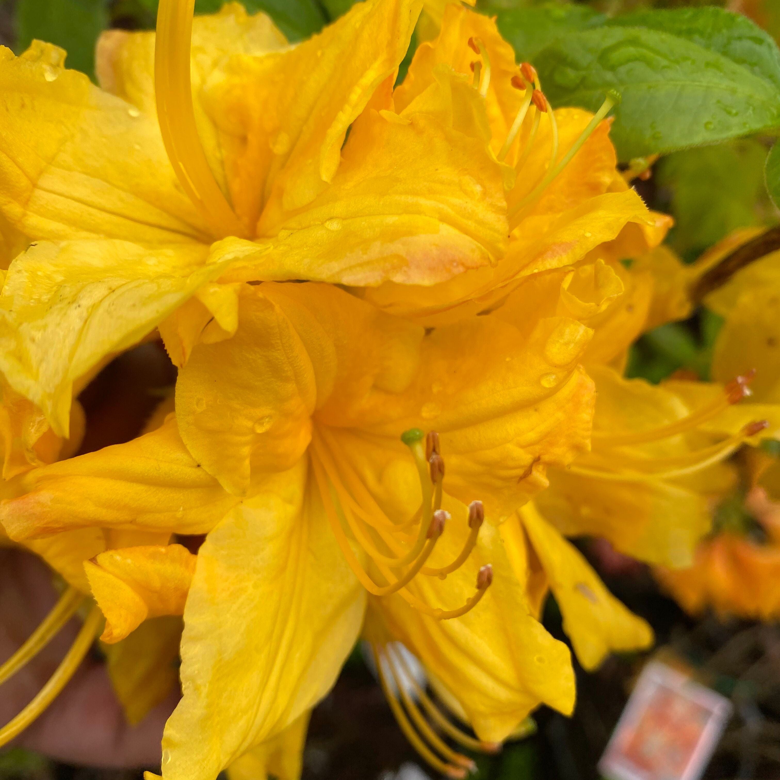 Rhododendron 'Toolangi Gold’ 8