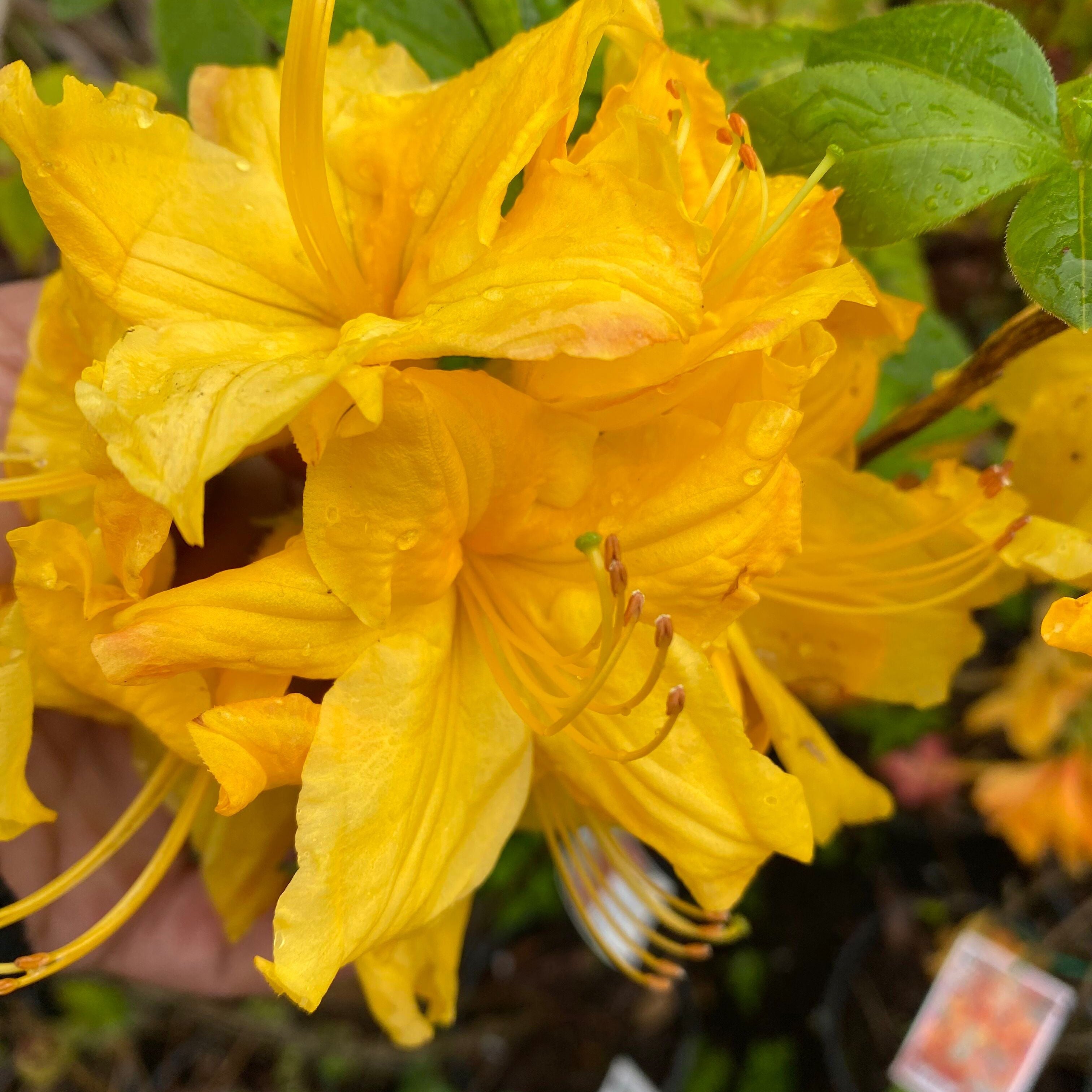 Rhododendron 'Toolangi Gold’ 9