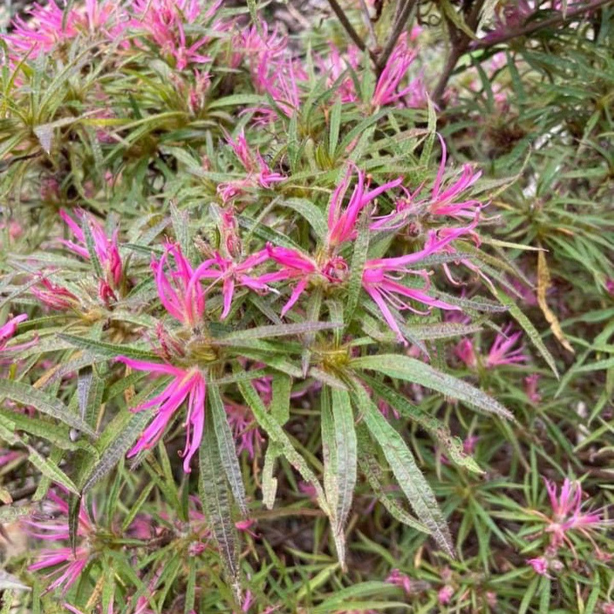 Rhododendron linearifolium
