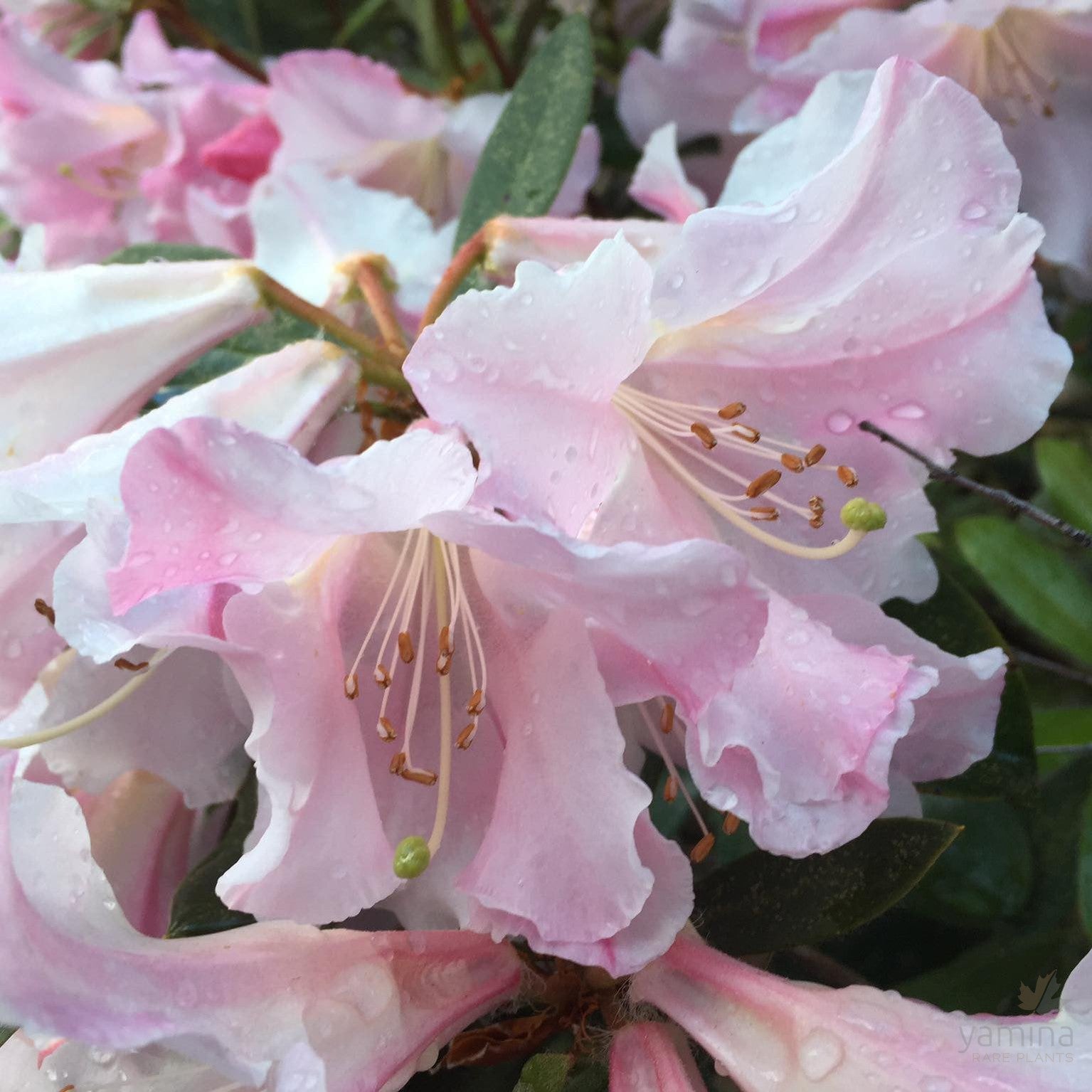 Rhododendron x hybrid Anne Teese 1
