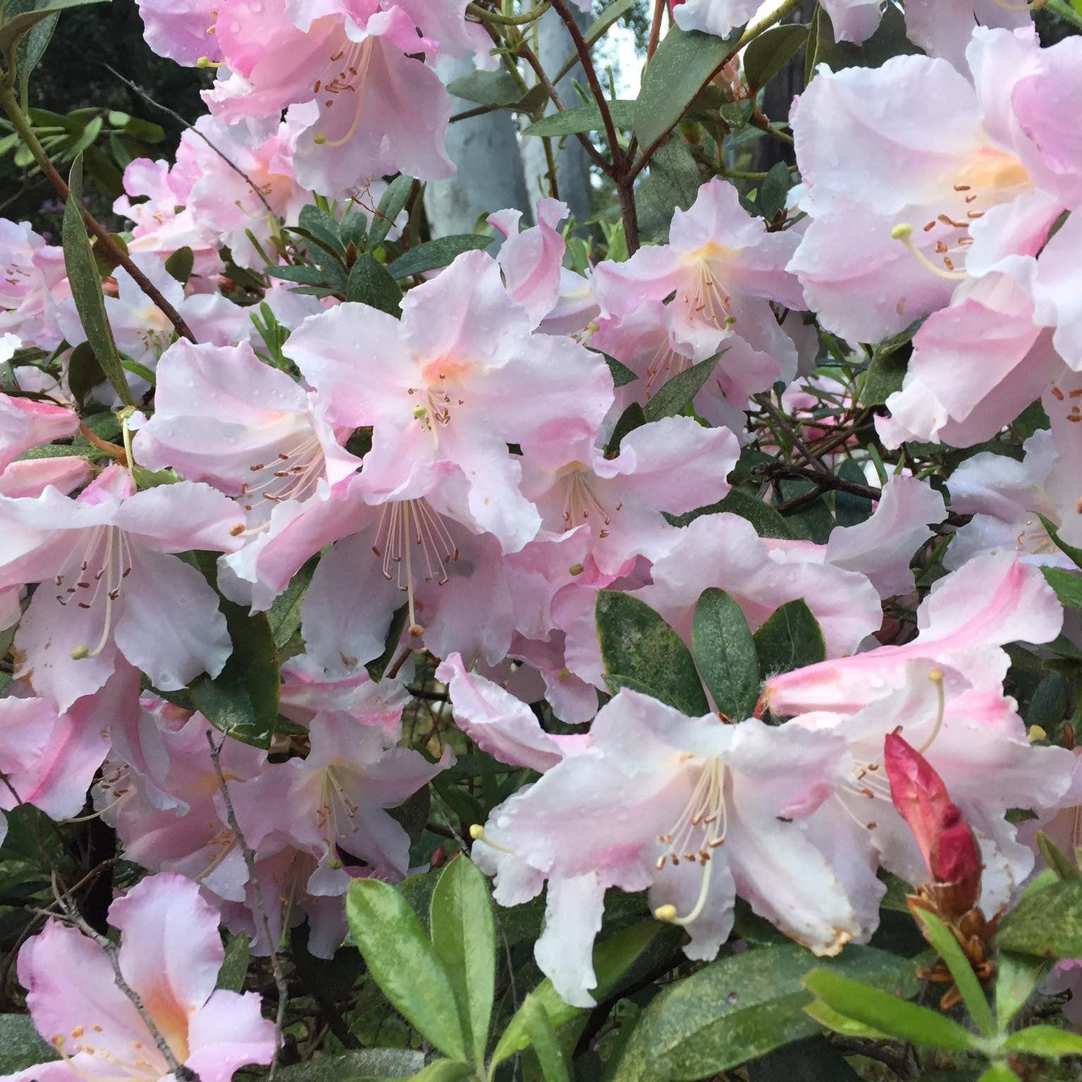 Rhododendron x hybrid Anne Teese 2