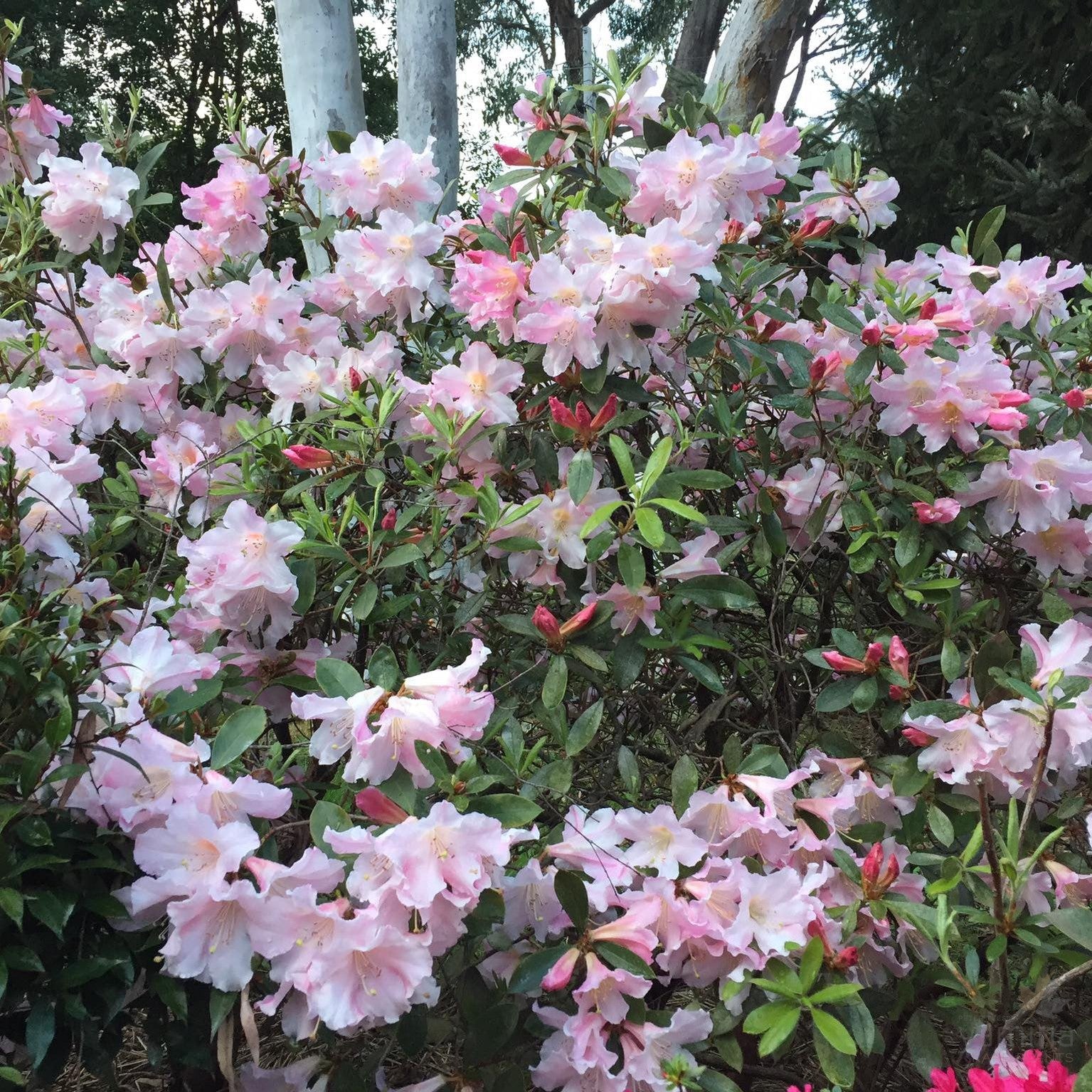 Rhododendron x hybrid Anne Teese 3