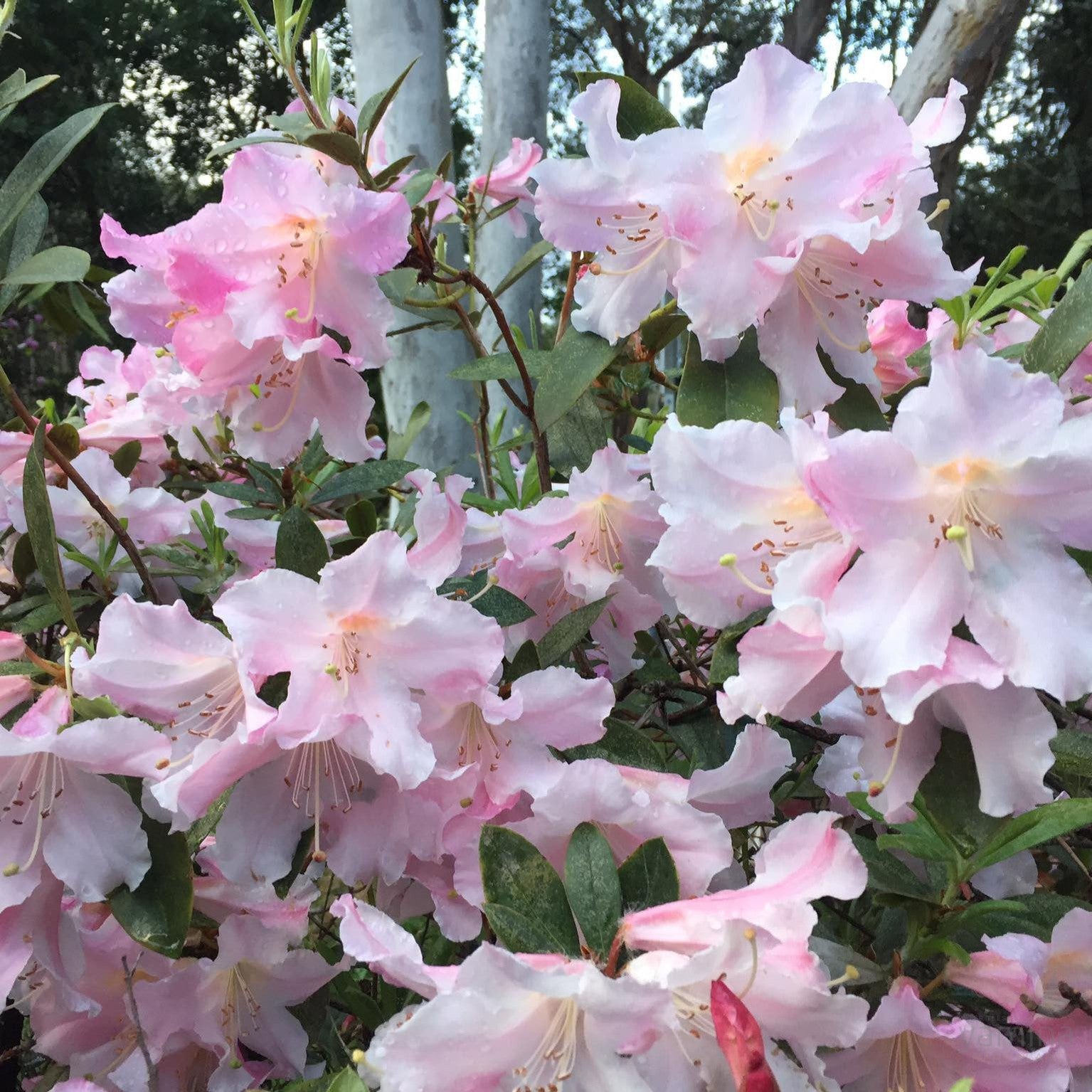 Rhododendron x hybrid Anne Teese 4